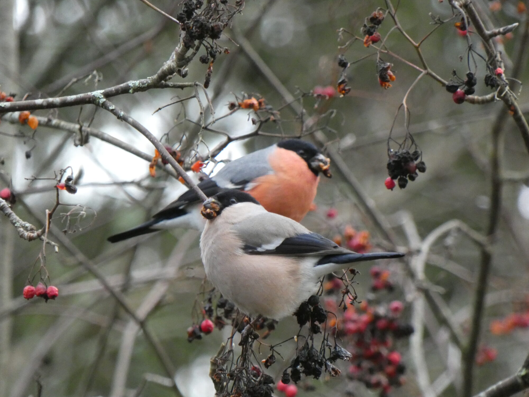 Valokuvaaja: Pekka Heino
