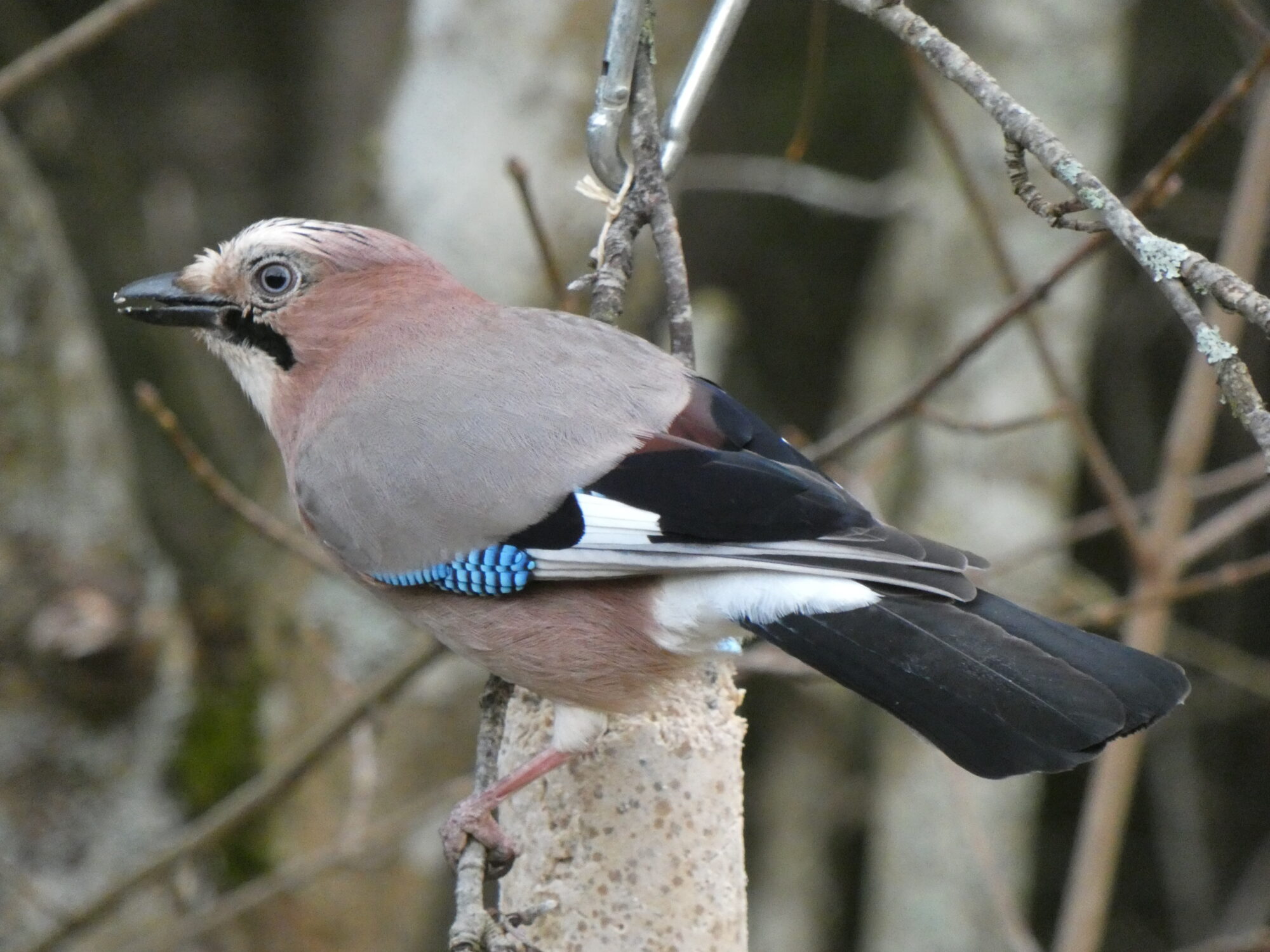 Valokuvaaja: Pekka Heino