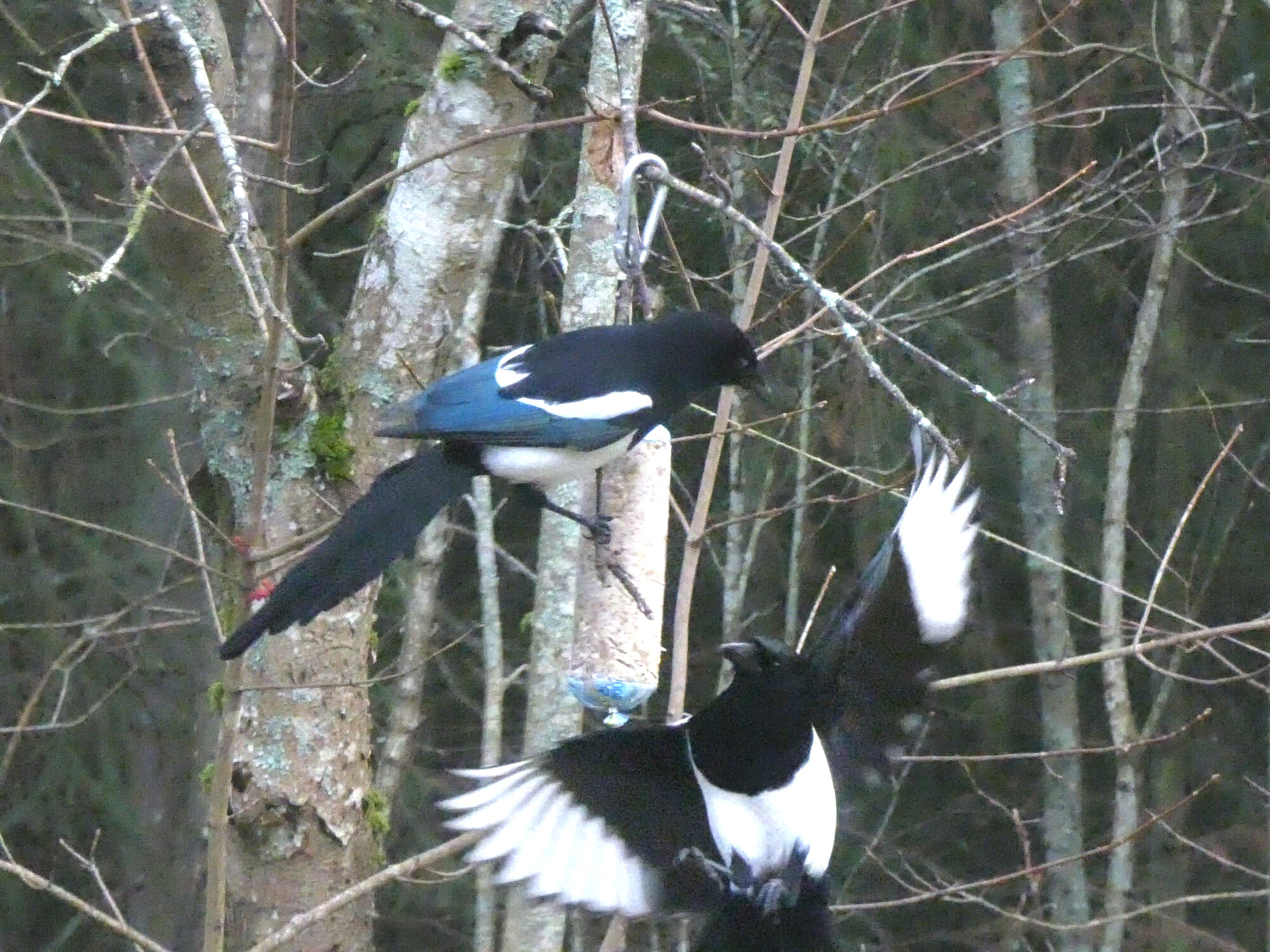 Valokuvaaja: Pekka Heino