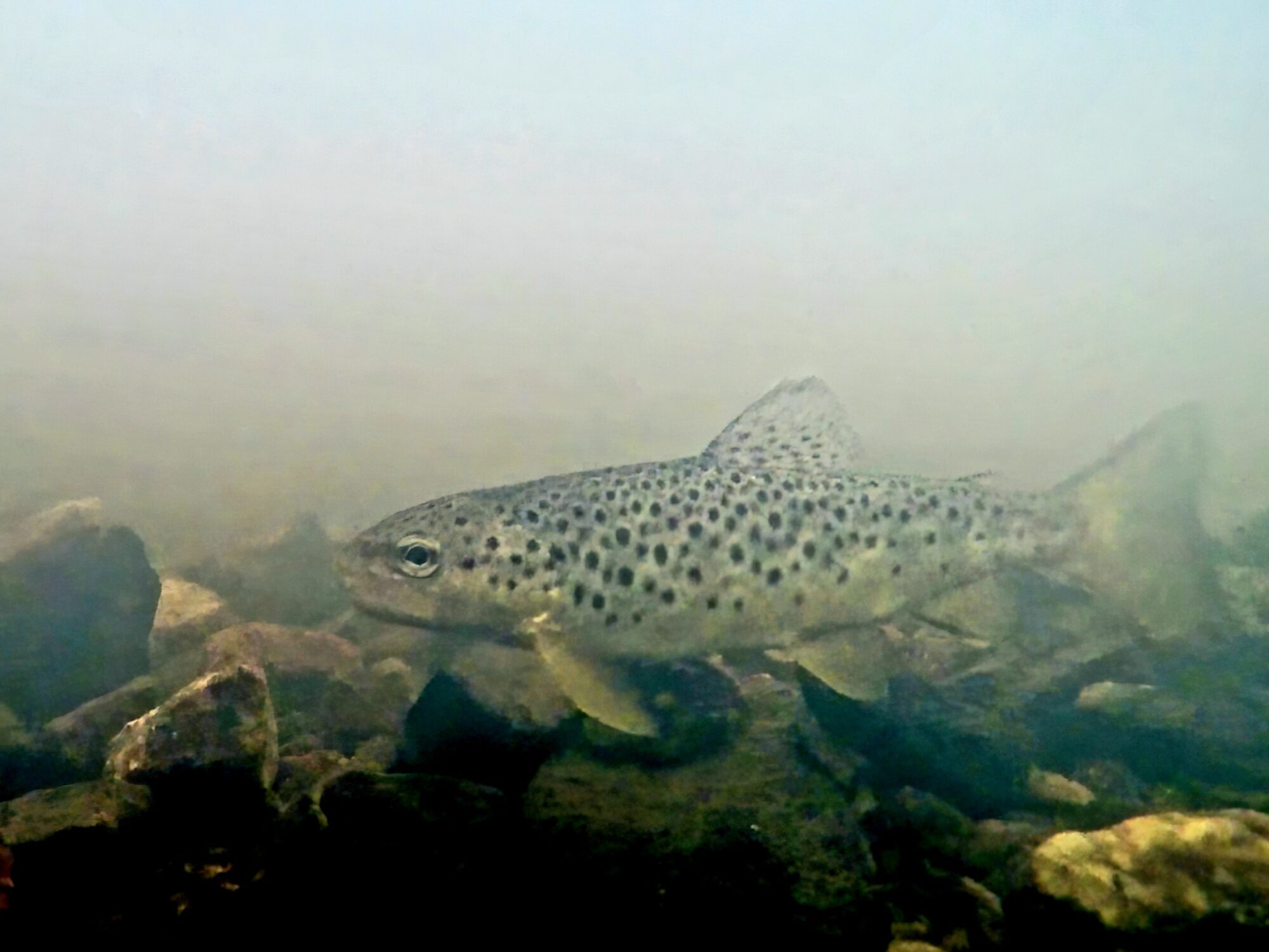 Valokuvaaja: Janne Salomeri