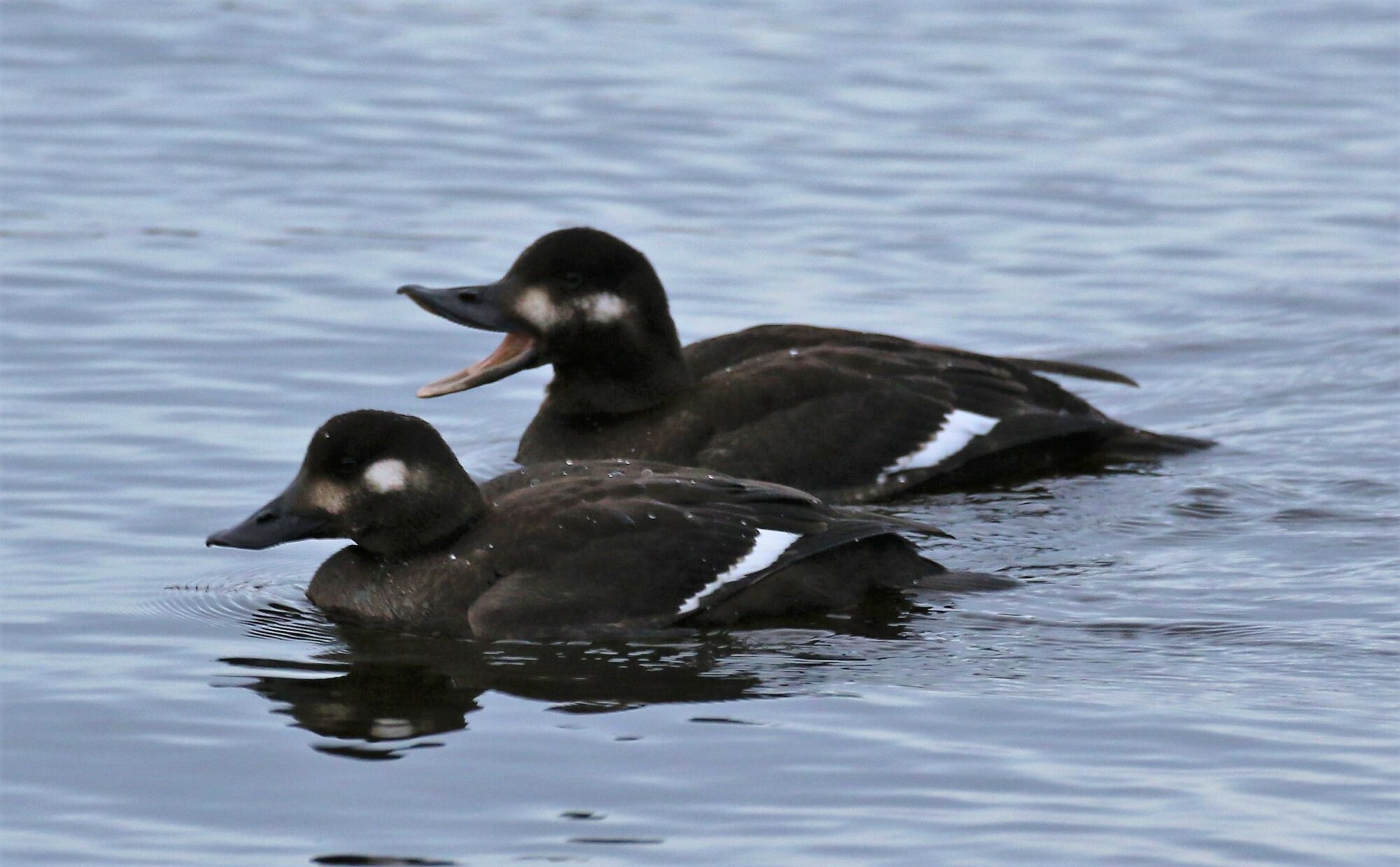 Valokuvaaja: Anne keskivinkka Valokuvaaja: Anne keskivinkka