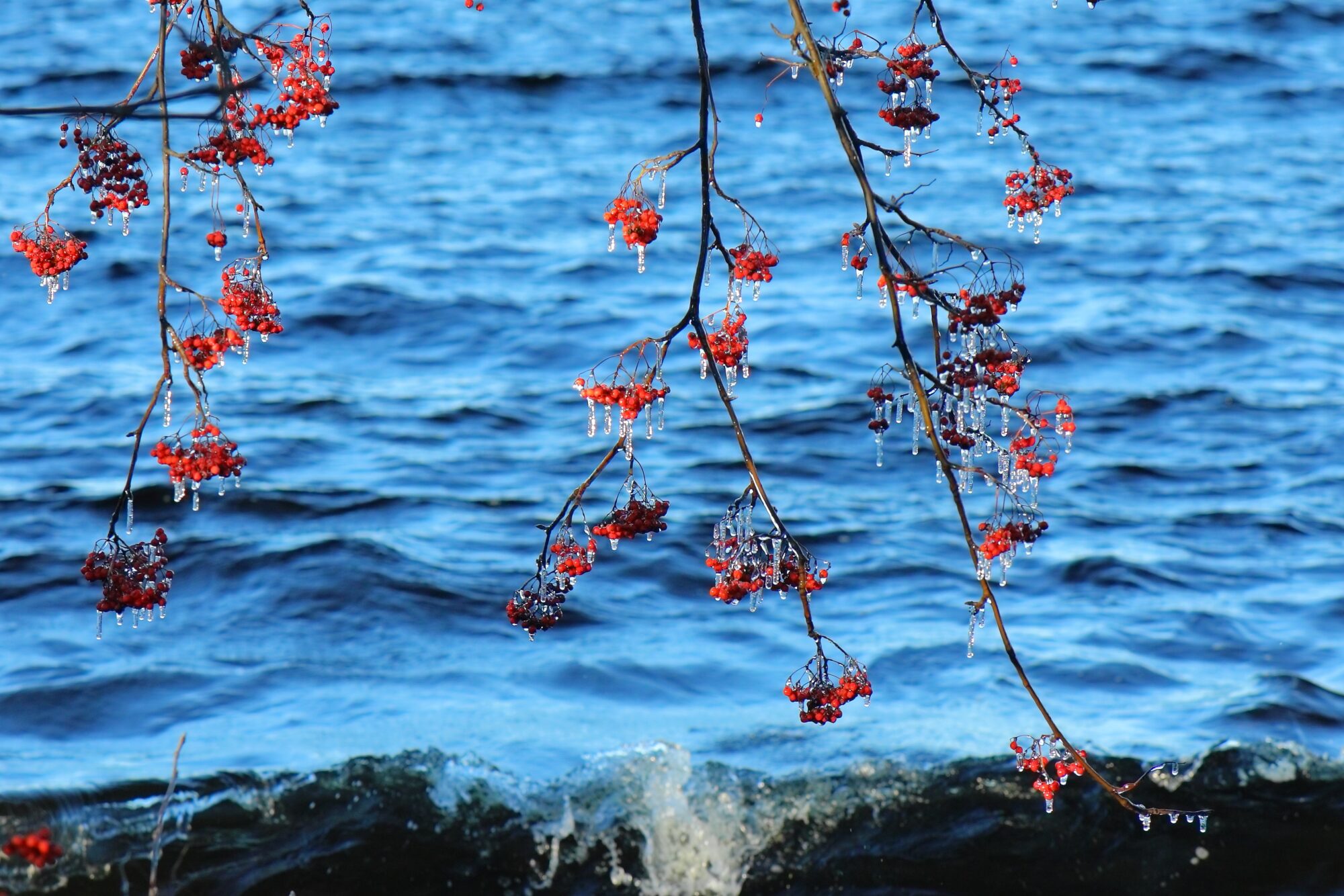 Valokuvaaja: Ari Branthin