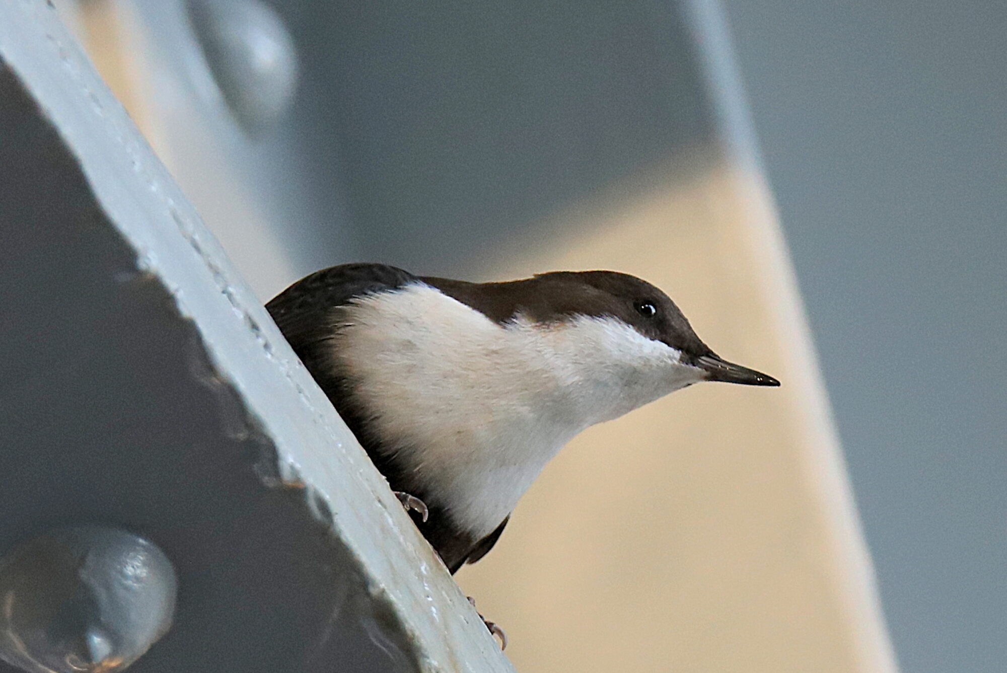 Valokuvaaja: sirpa jyske Valokuvaaja: sirpa jyske