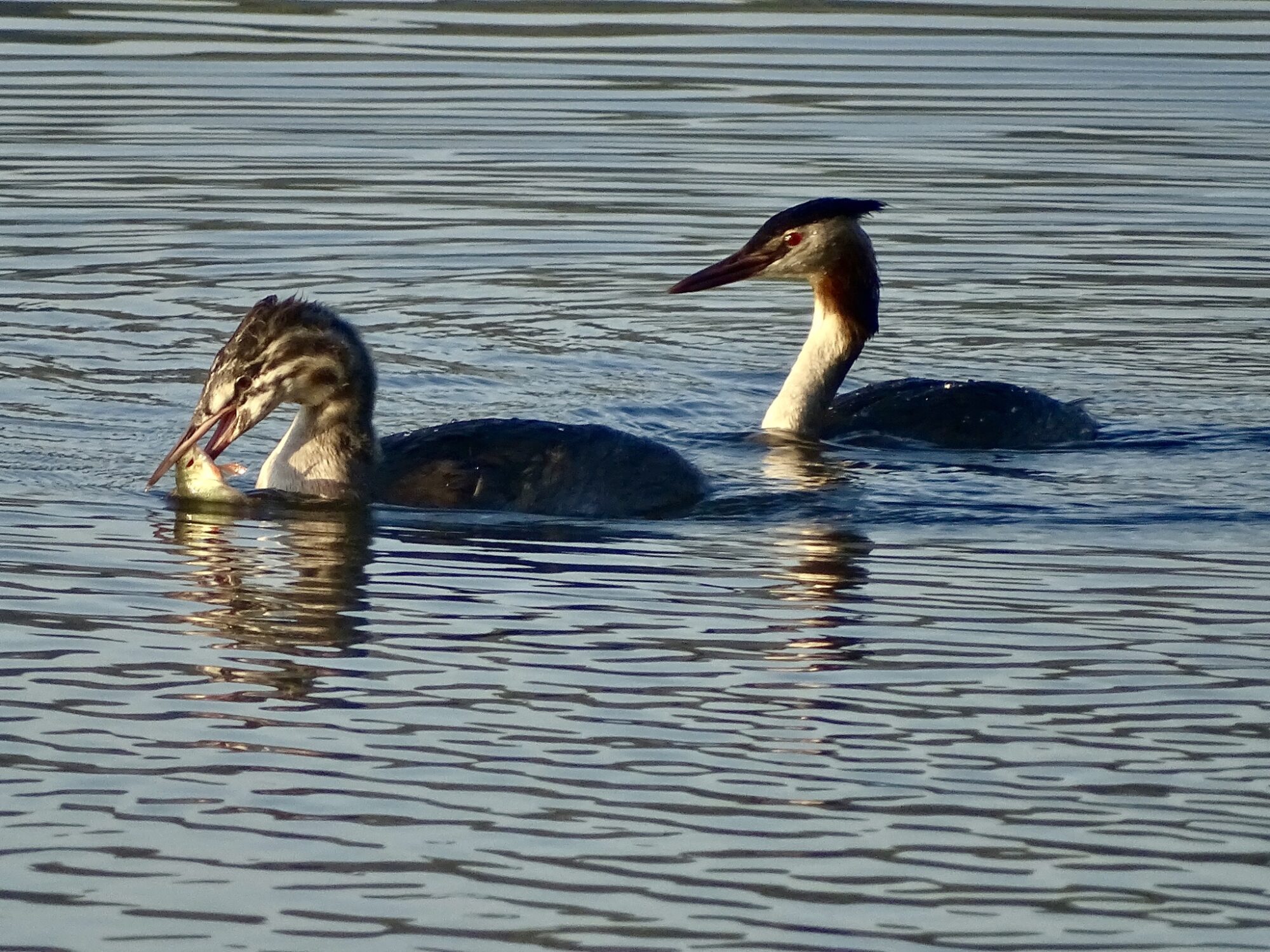 Valokuvaaja: Juhani Peltonen