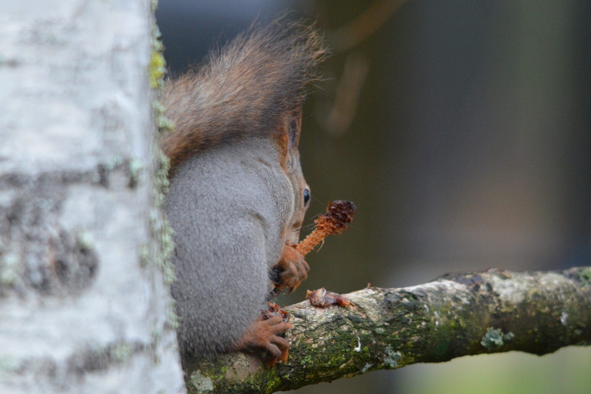 Valokuvaaja: Kaarlo Asikainen
