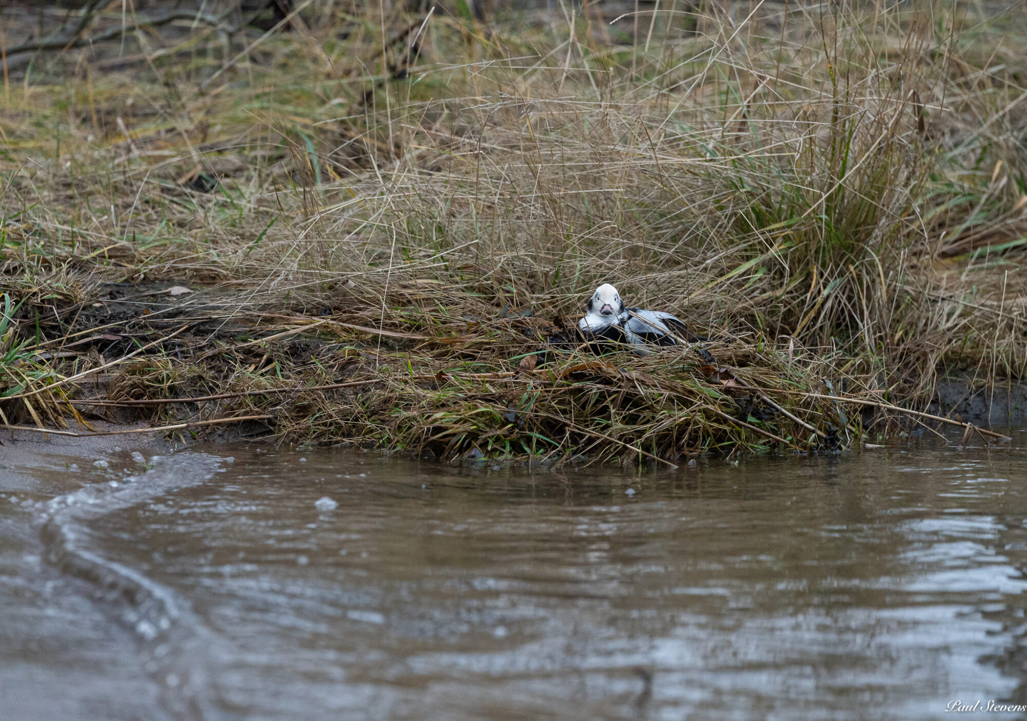 Valokuvaaja: Paul Stevens