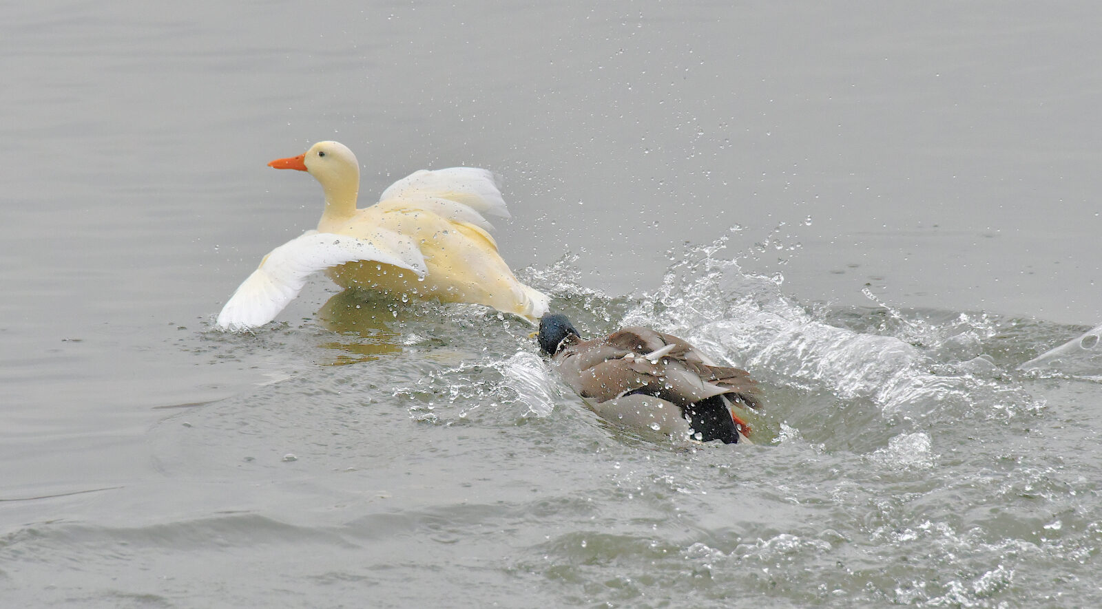 Valokuvaaja: Reijo Juurinen Valokuvaaja: Reijo Juurinen