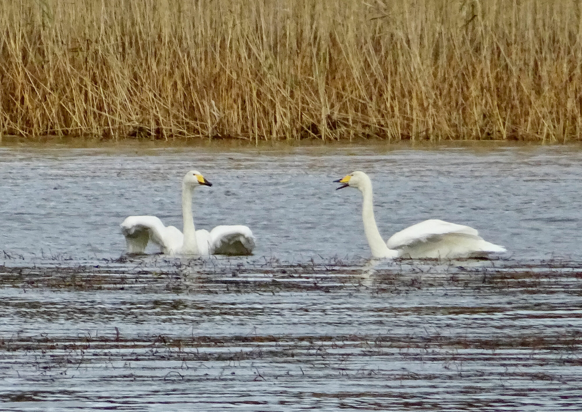 Valokuvaaja: Liisa Niiva-Korpela Valokuvaaja: Liisa Niiva-Korpela