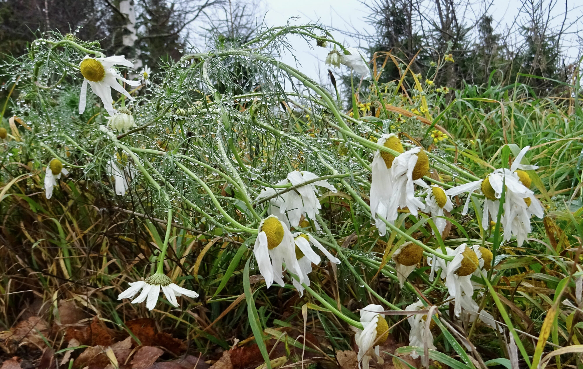 Valokuvaaja: Liisa Niiva-Korpela