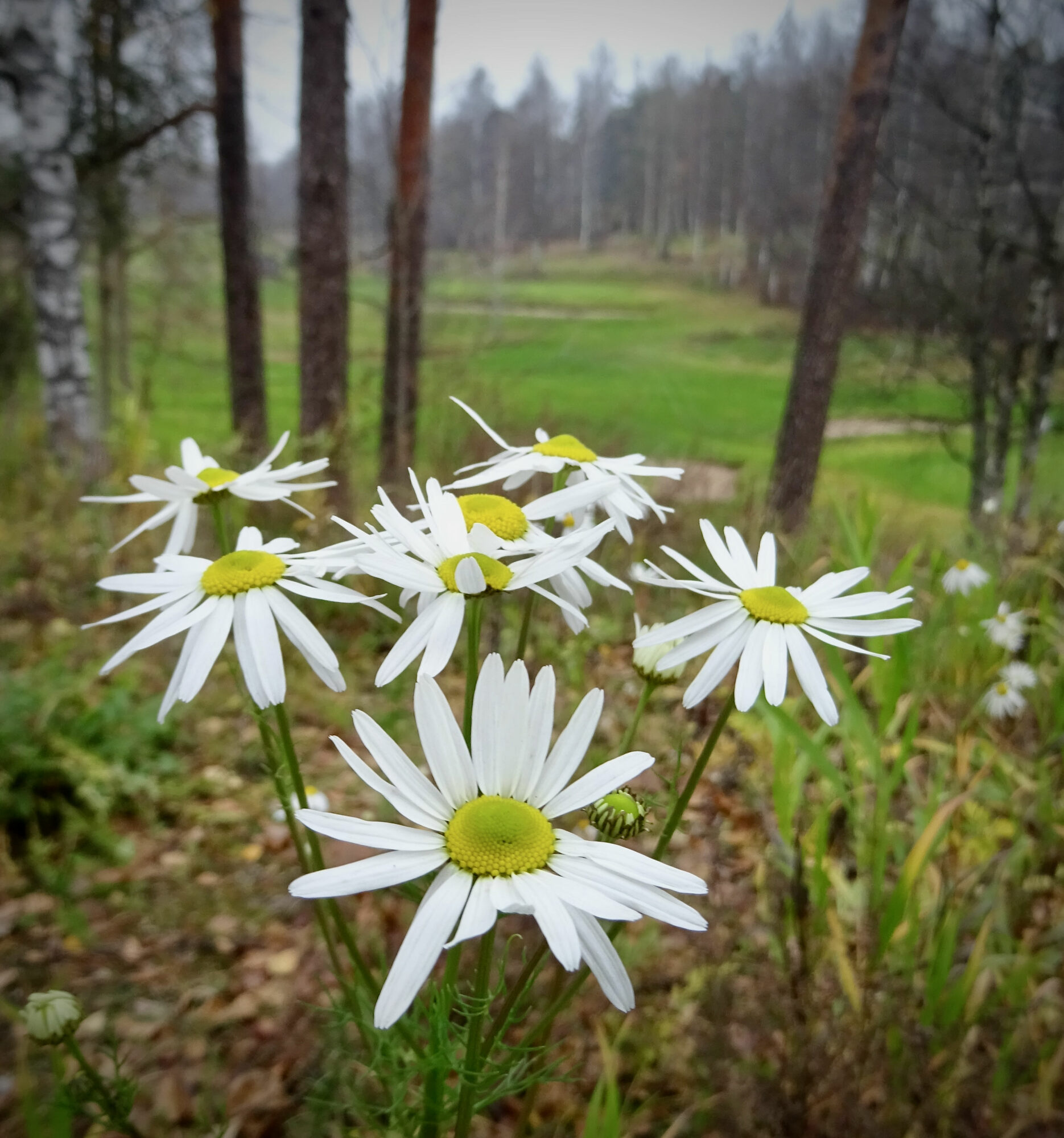 Valokuvaaja: Liisa Niiva-Korpela
