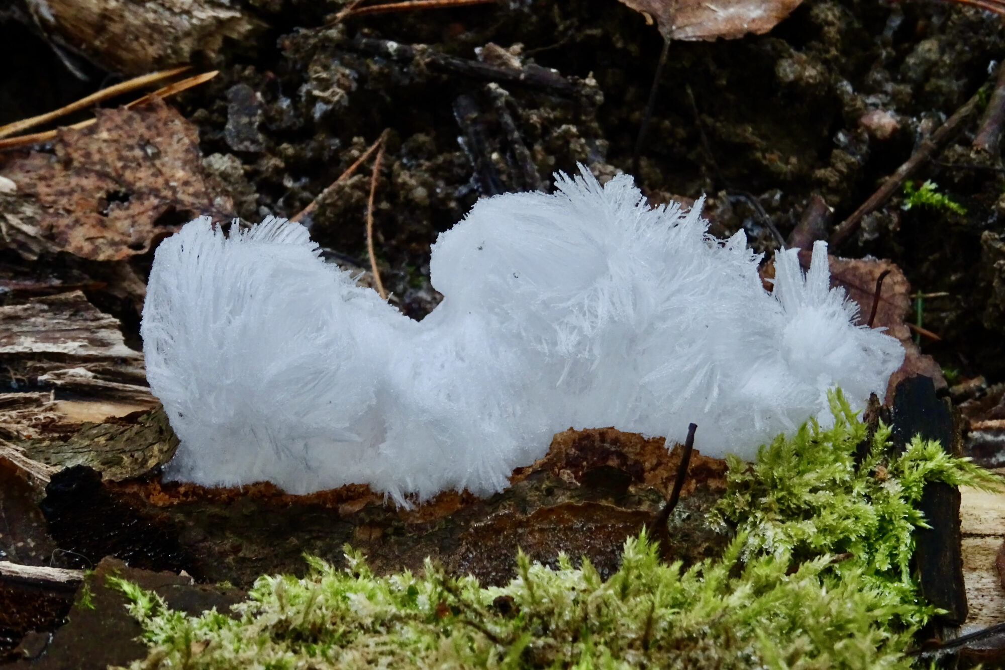 Valokuvaaja: Liisa Niiva-Korpela
