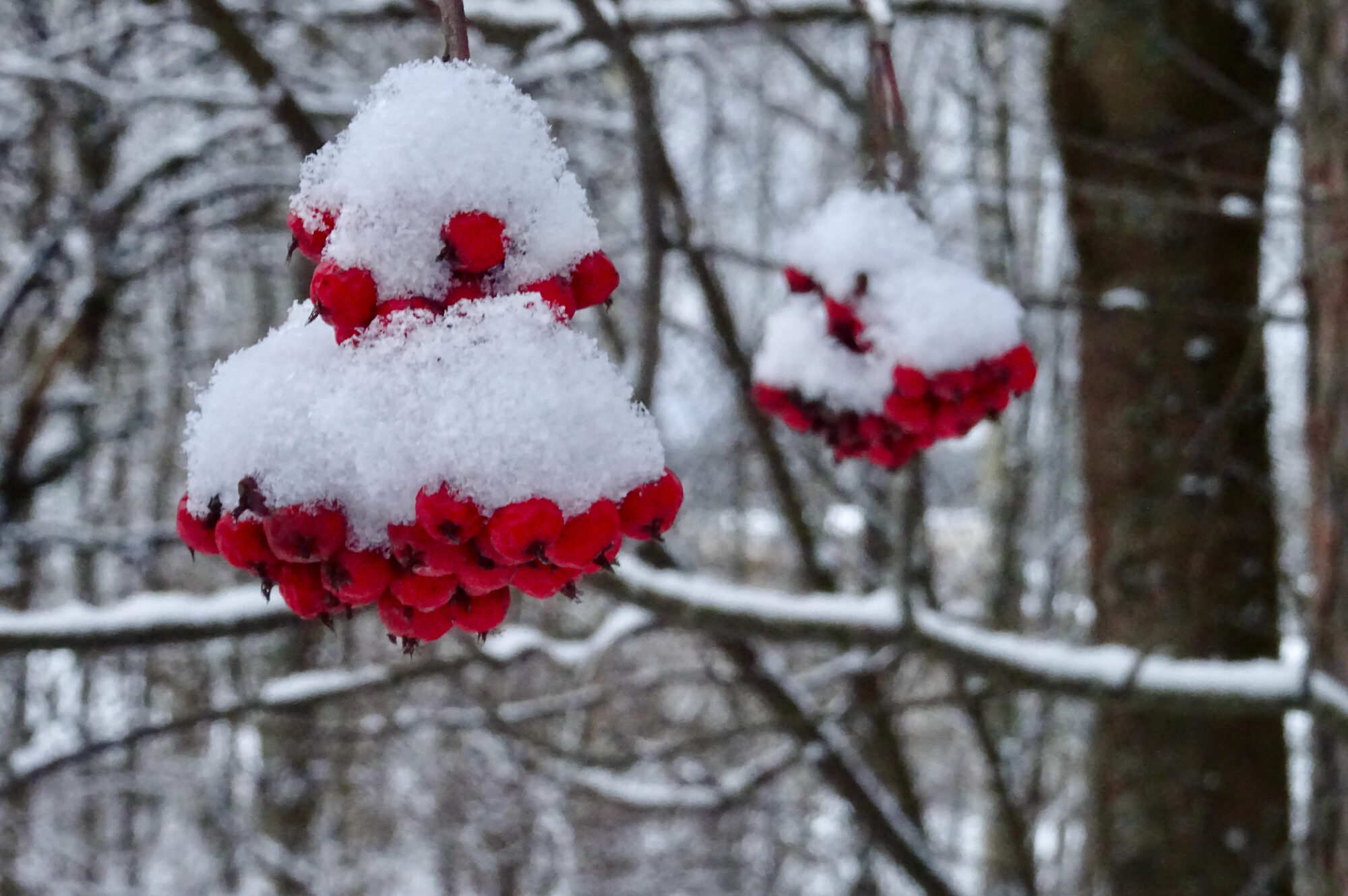 Valokuvaaja: Liisa Niiva-Korpela