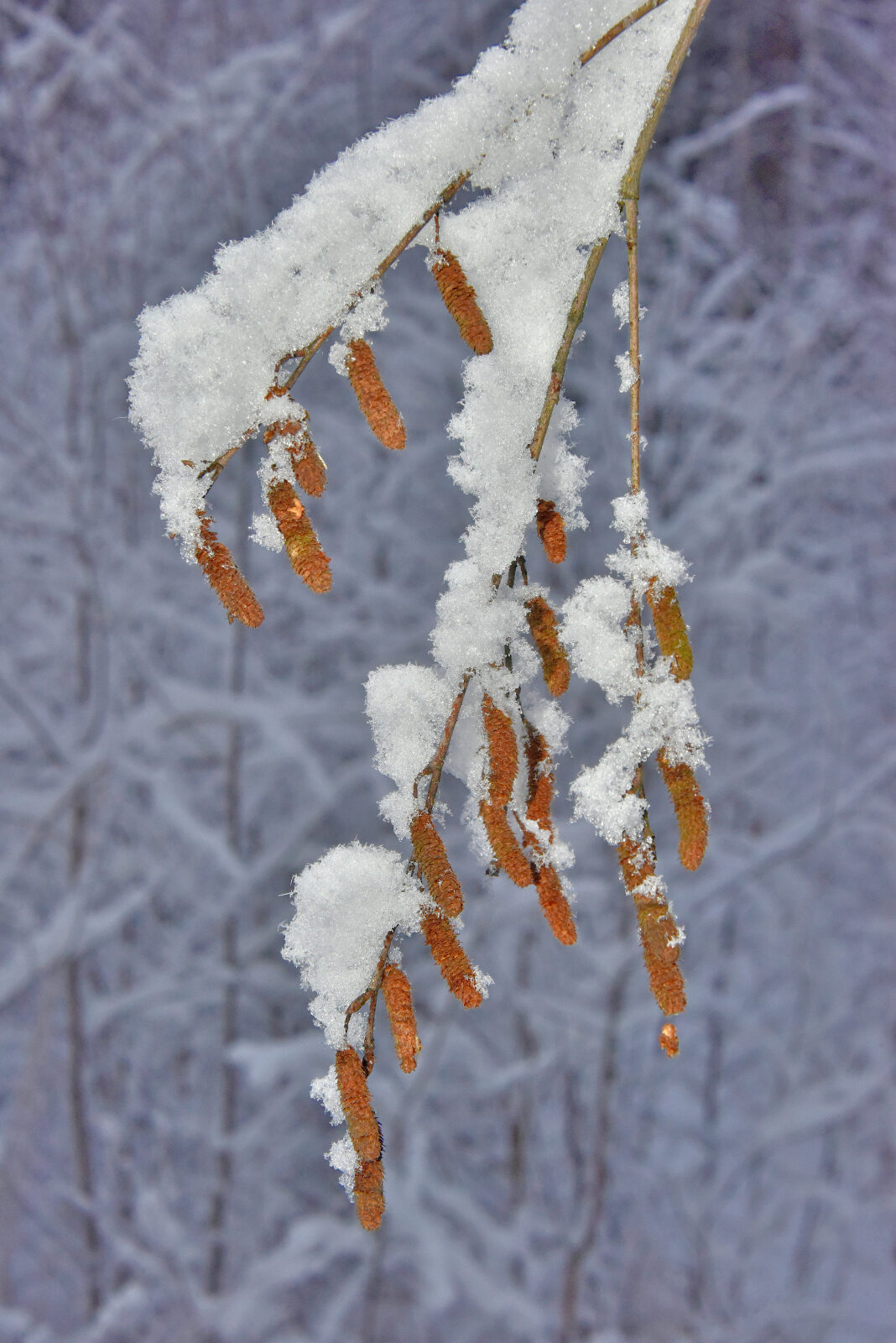Valokuvaaja: Reijo Juurinen