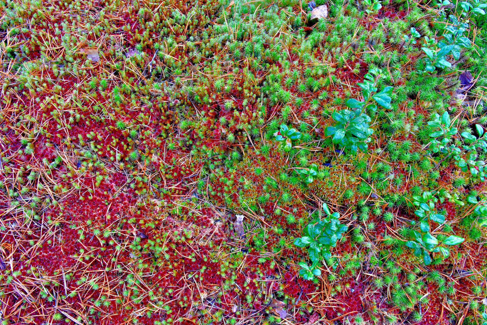 Valokuvaaja: Reijo Juurinen