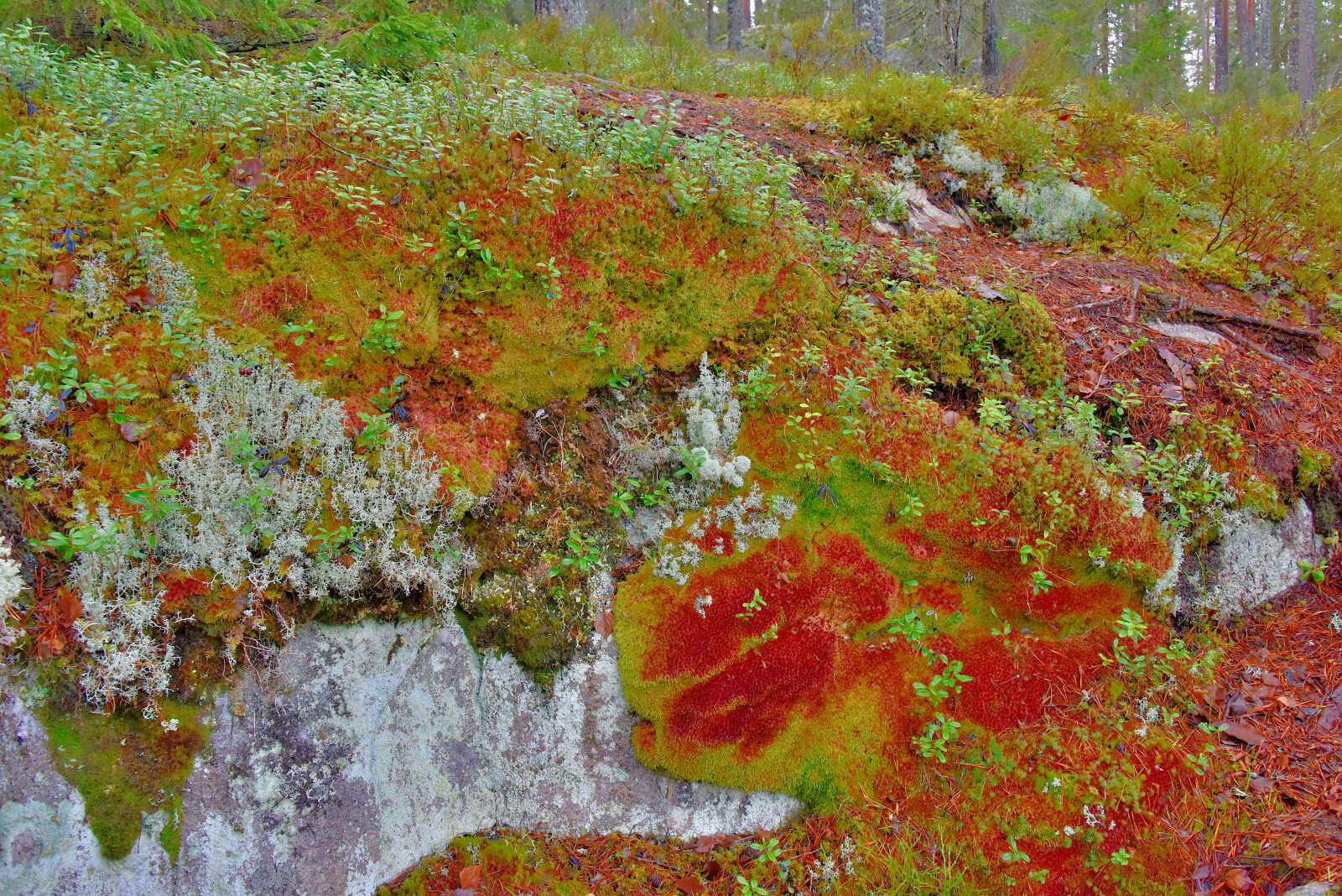 Valokuvaaja: Reijo Juurinen