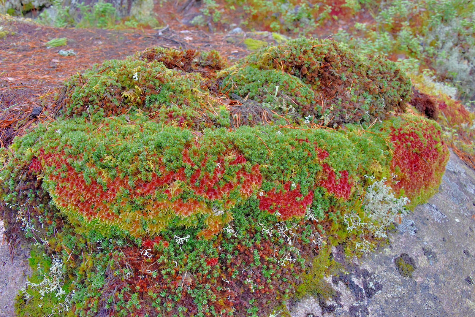 Valokuvaaja: Reijo Juurinen