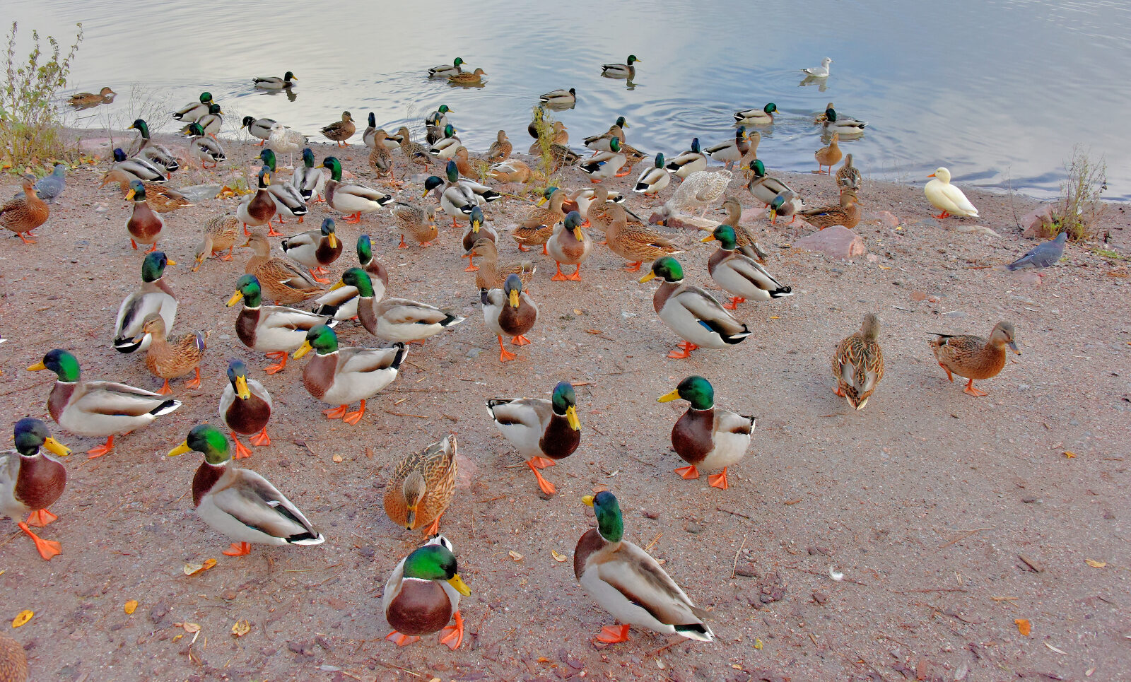 Valokuvaaja: Reijo Juurinen
