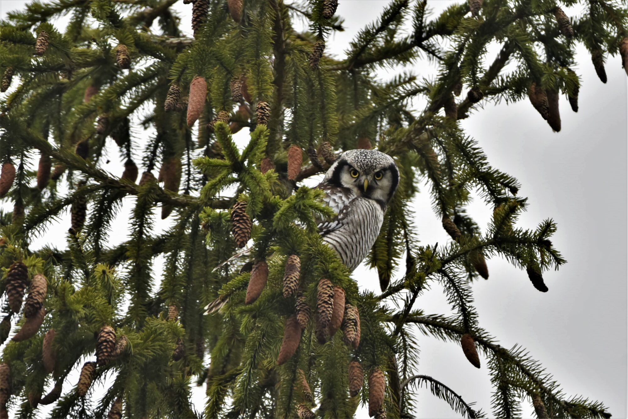 Valokuvaaja: Maarit Siitonen