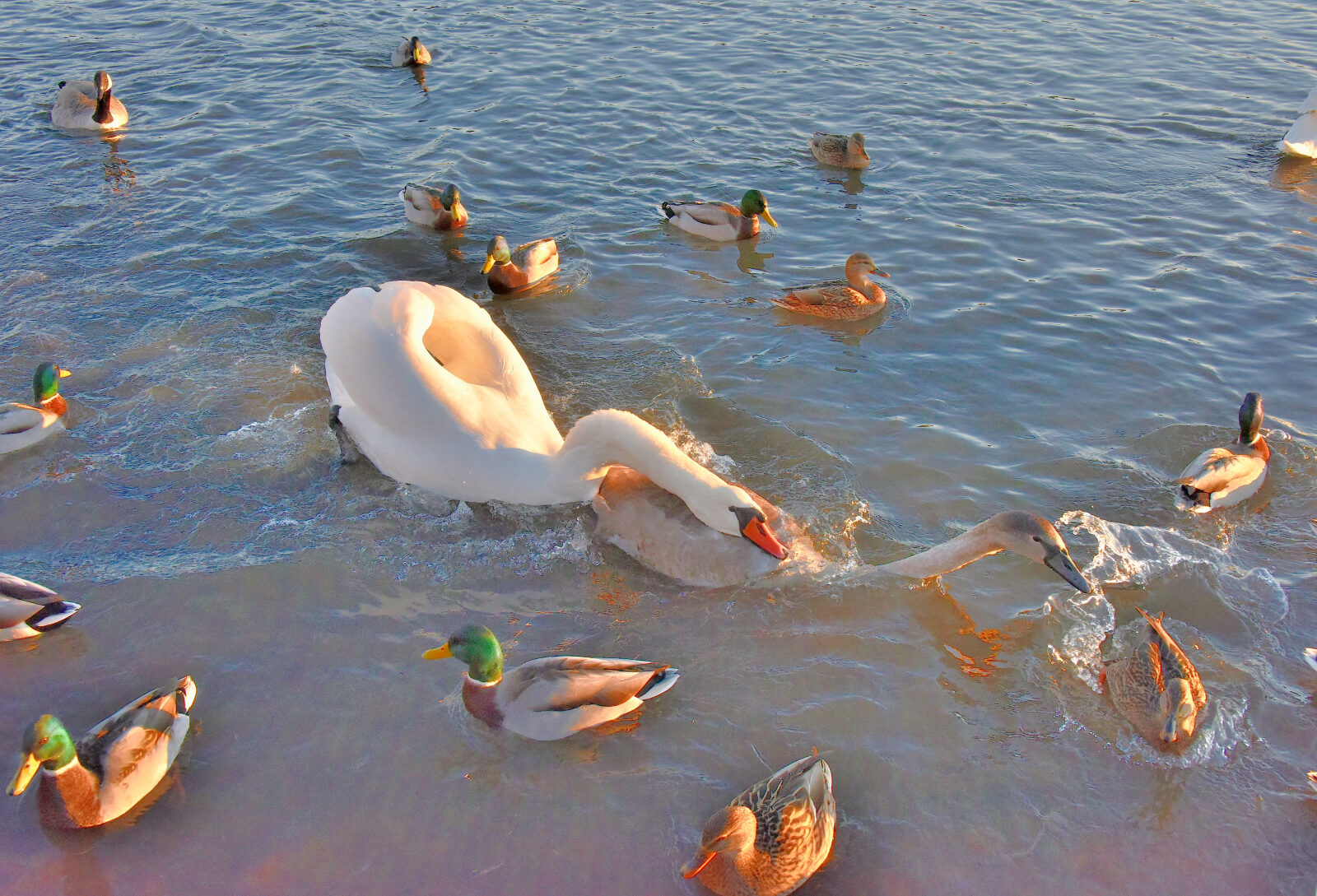 Valokuvaaja: Reijo Juurinen