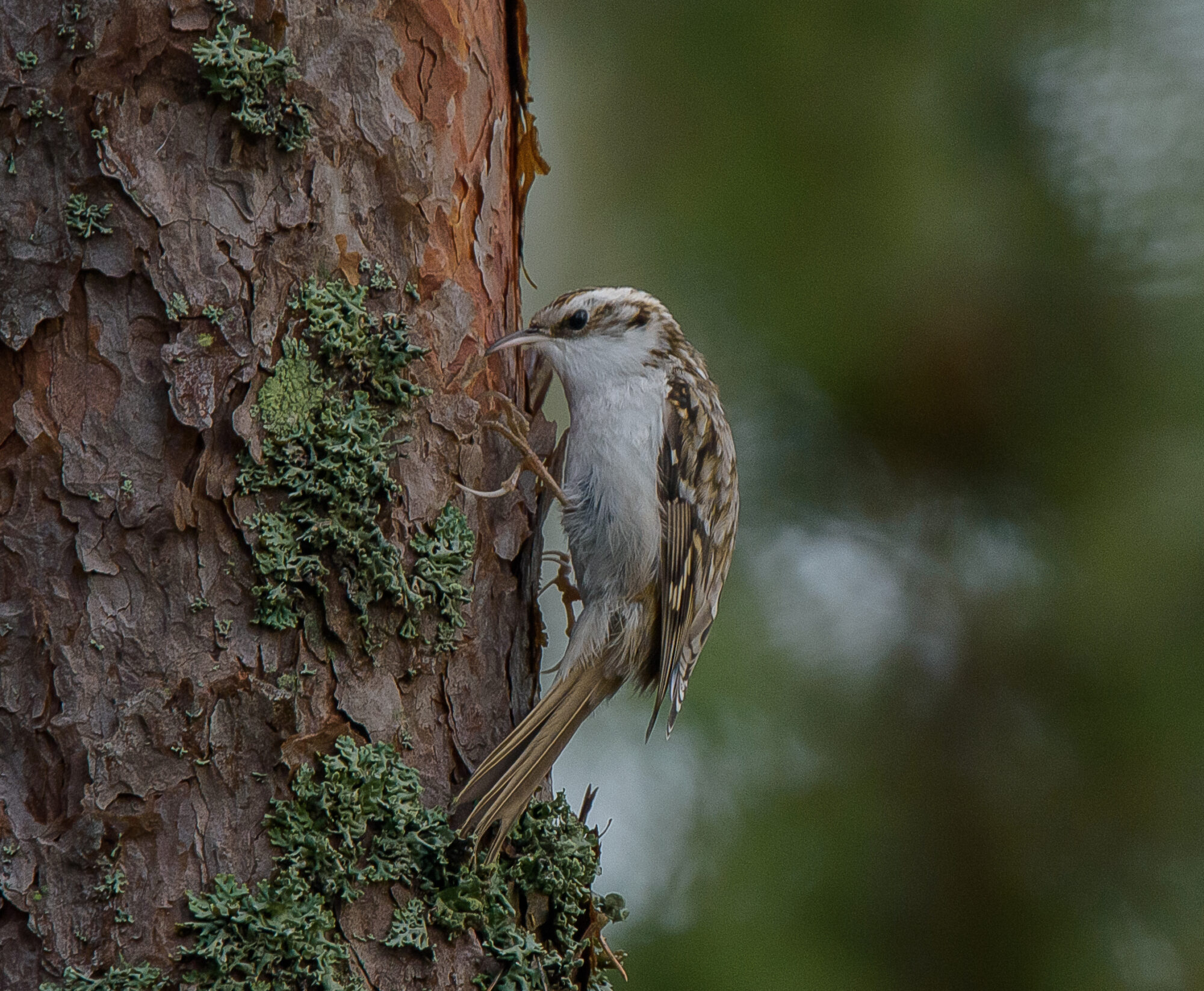 Valokuvaaja: rauno mäkinen