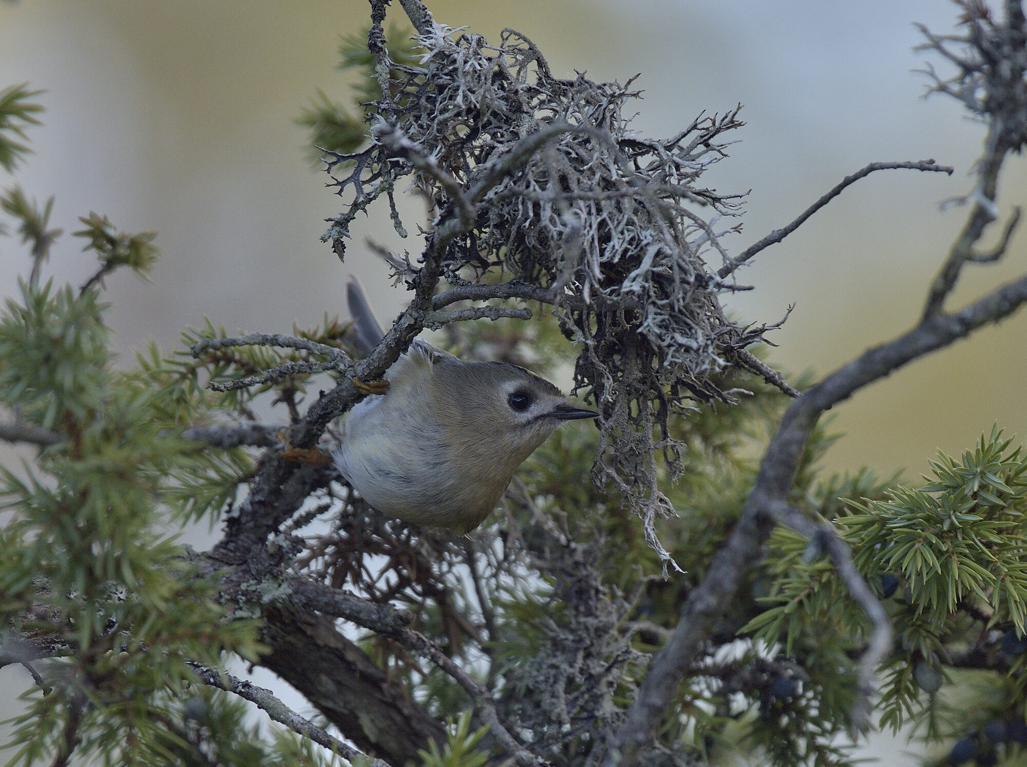 Valokuvaaja: rauno mäkinen