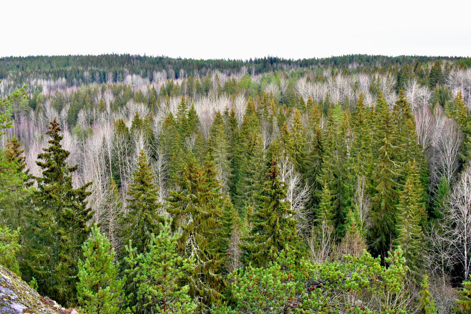 Valokuvaaja: Reijo Juurinen