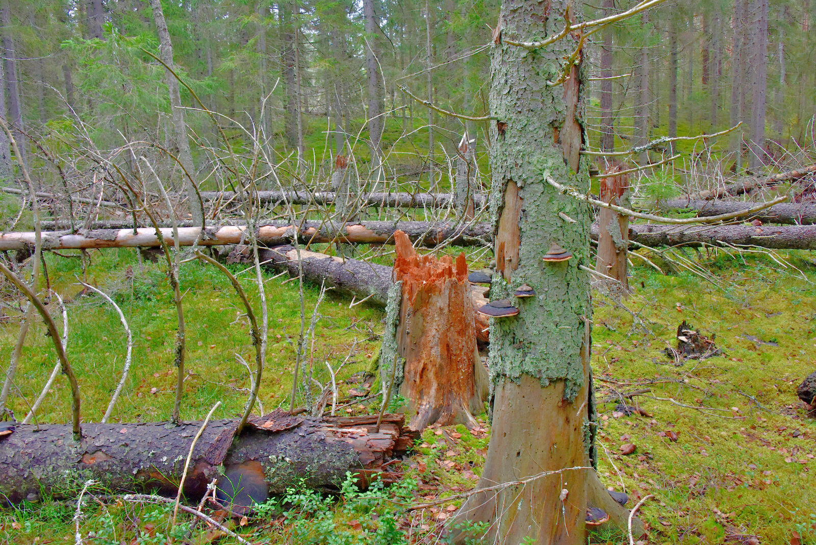 Valokuvaaja: Reijo Juurinen