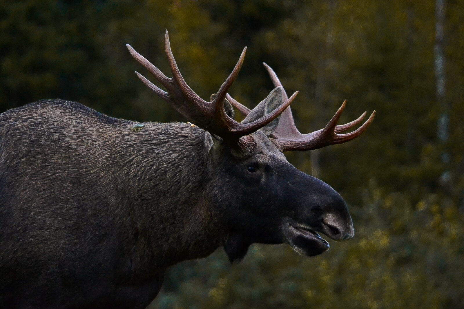 Valokuvaaja: Eelis Maljonen
