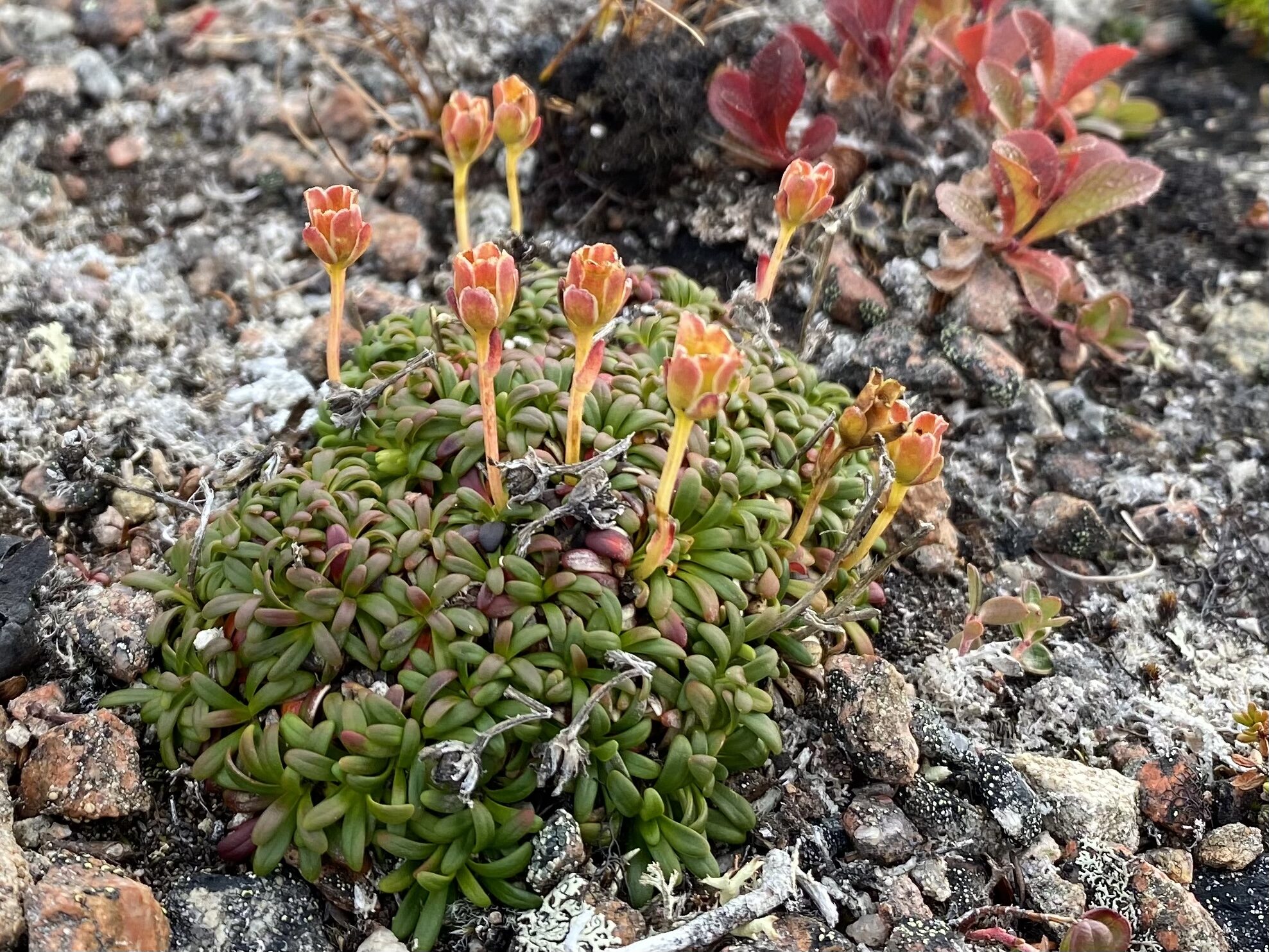 Valokuvaaja: Natalia Musikka