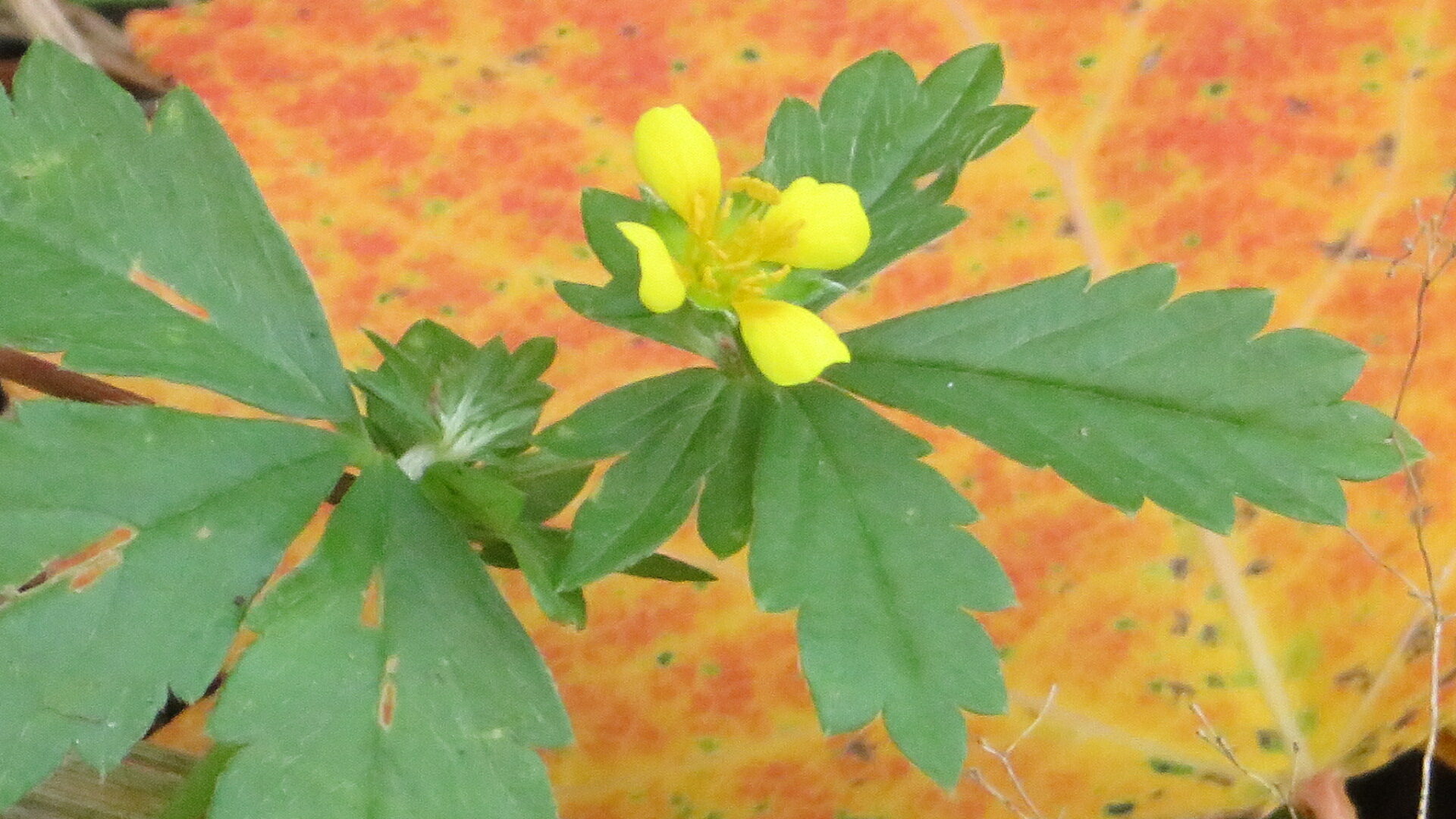 Valokuvaaja: Risto Kangassalo