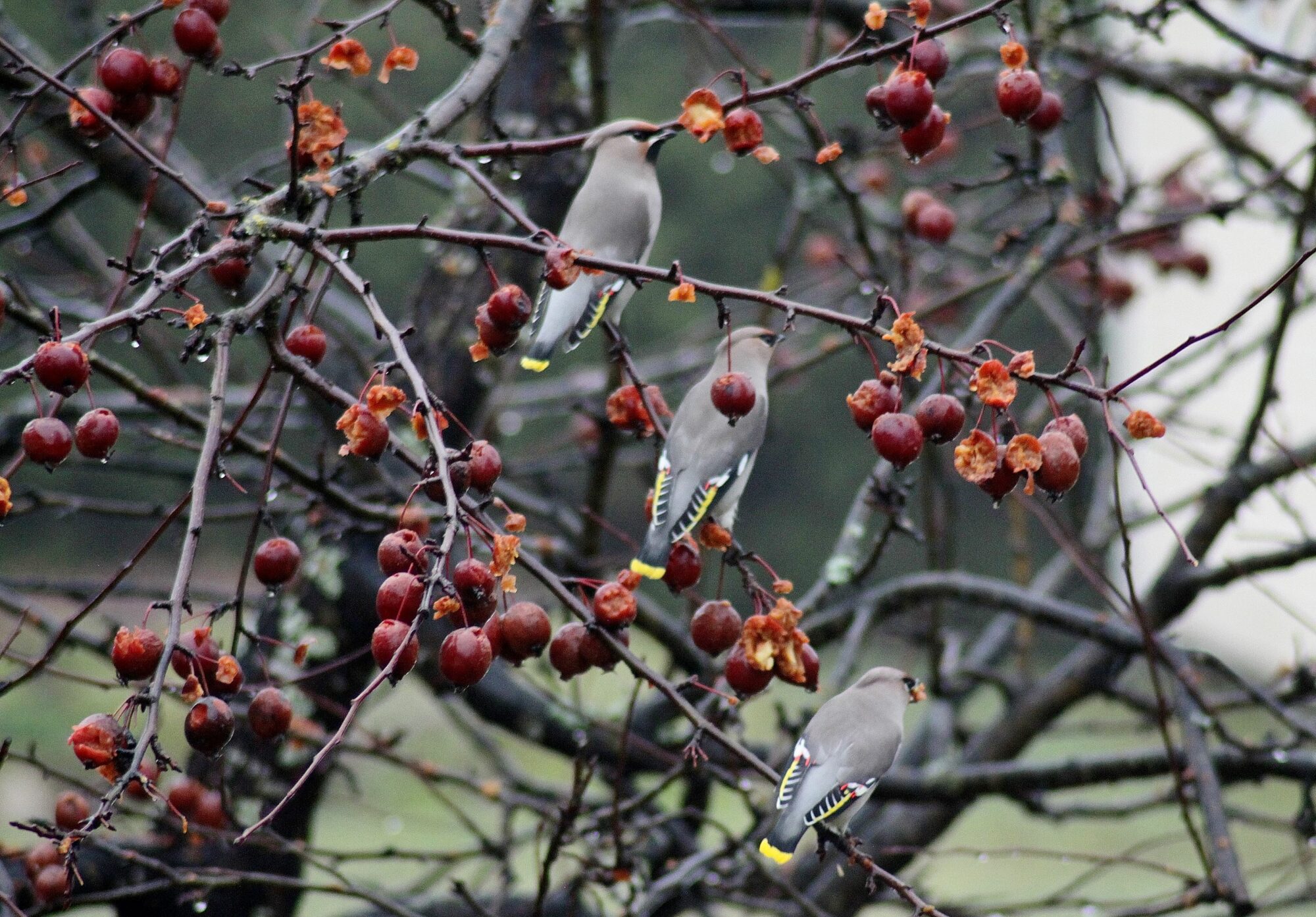 Valokuvaaja: Pirkko Siukonen