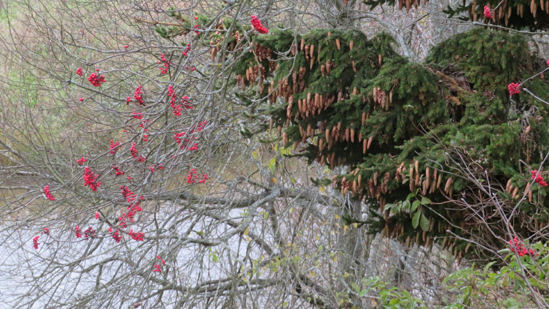Valokuvaaja: Risto Kangassalo Valokuvaaja: Risto Kangassalo
