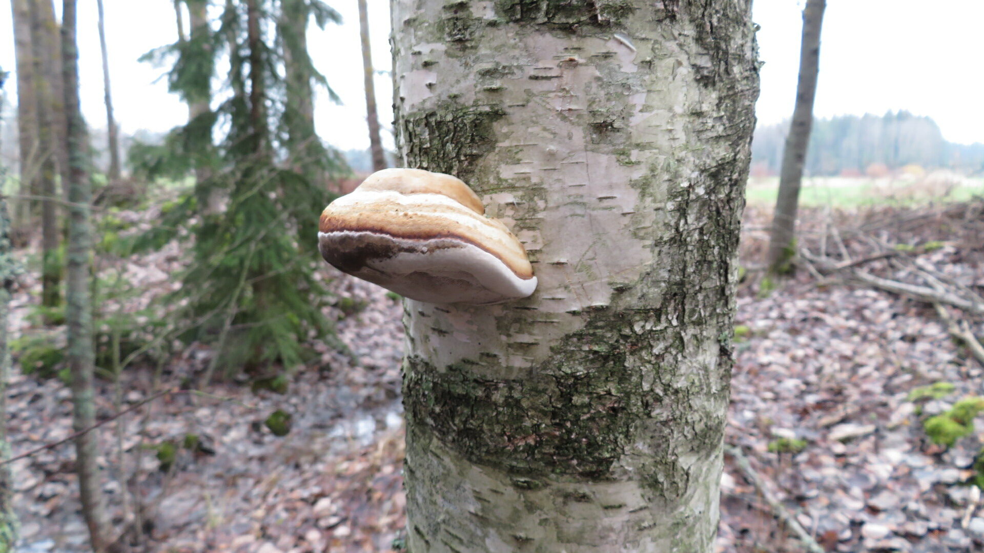 Valokuvaaja: Risto Kangassalo