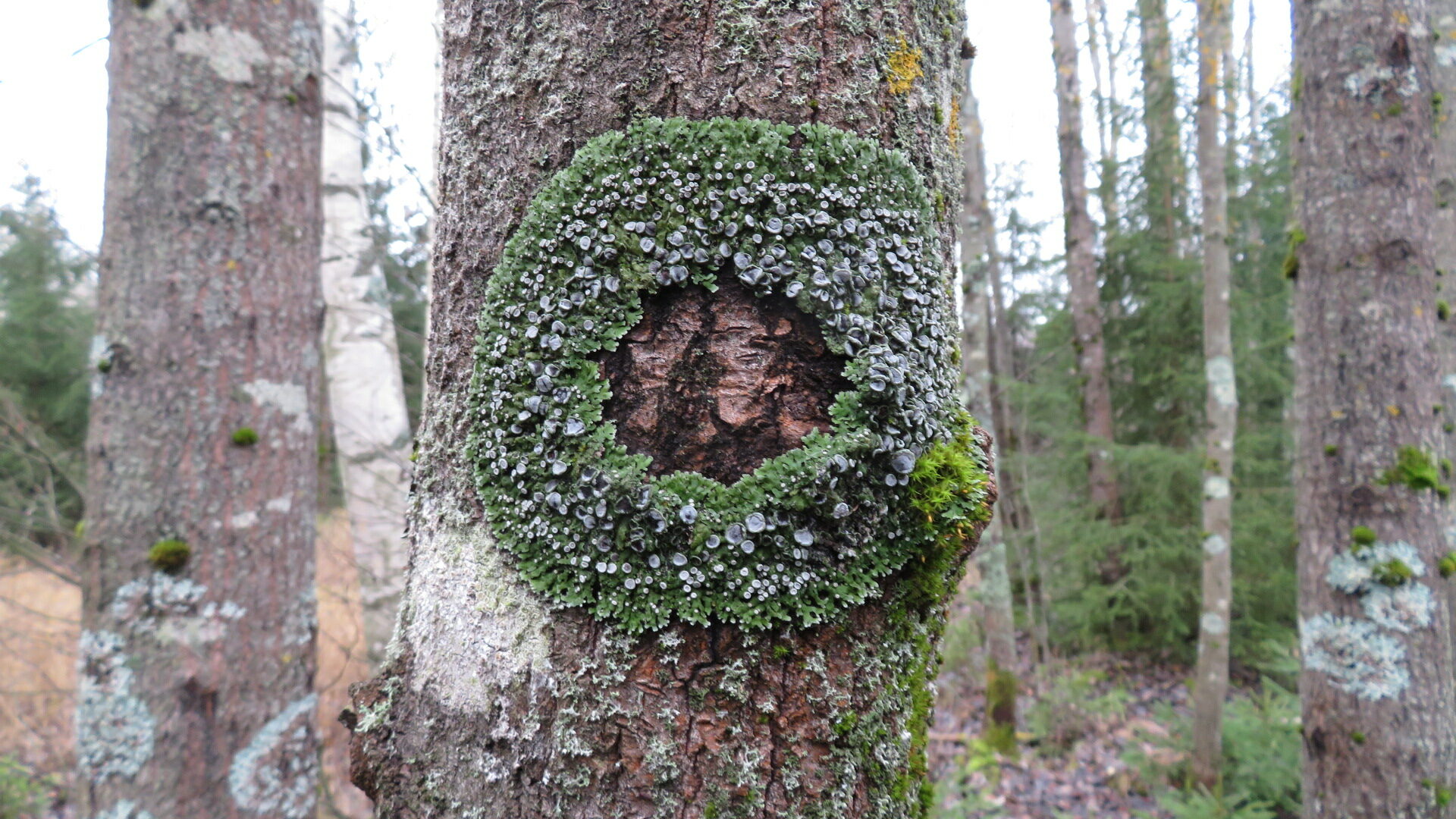Valokuvaaja: Risto Kangassalo