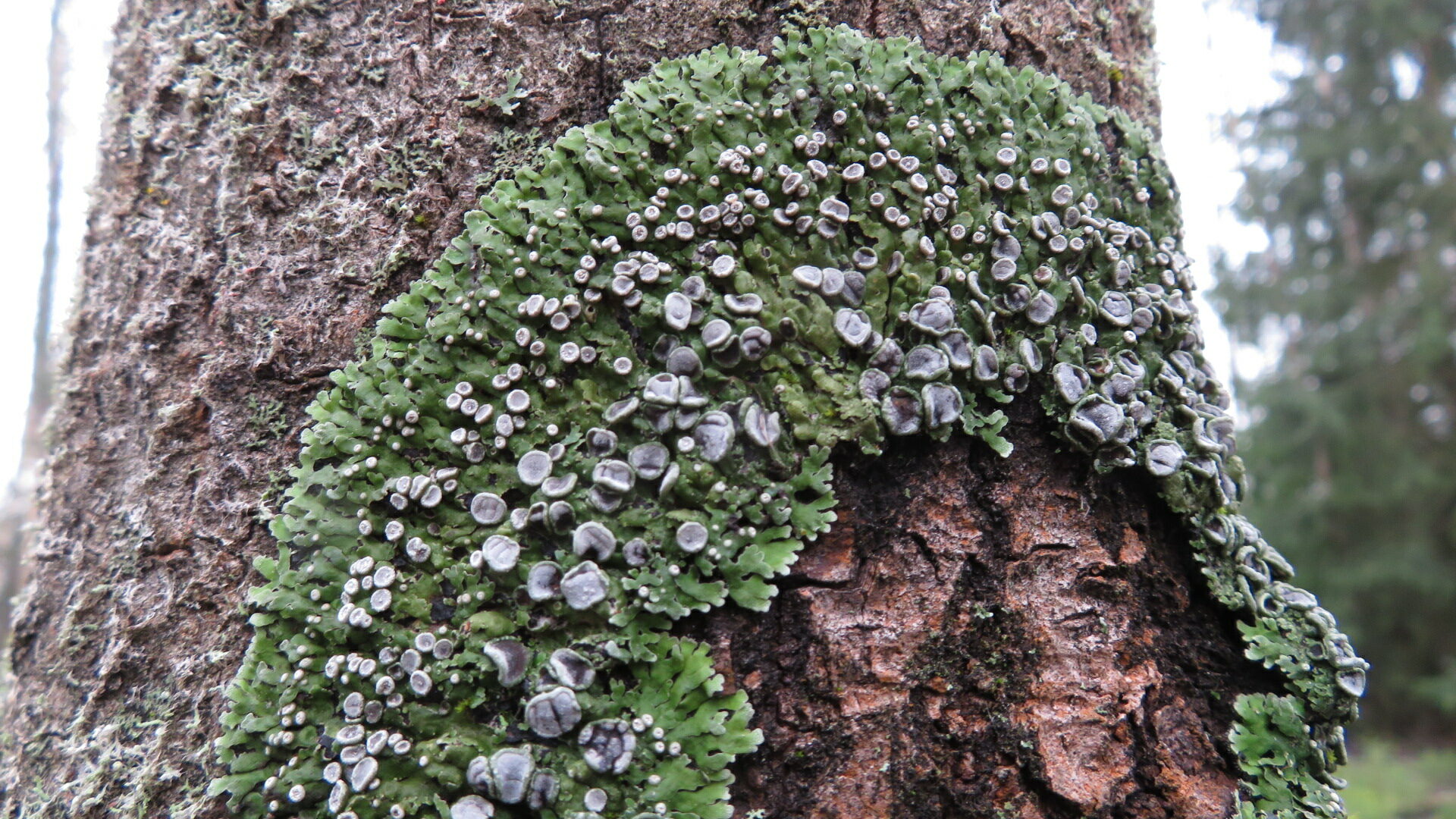 Valokuvaaja: Risto Kangassalo