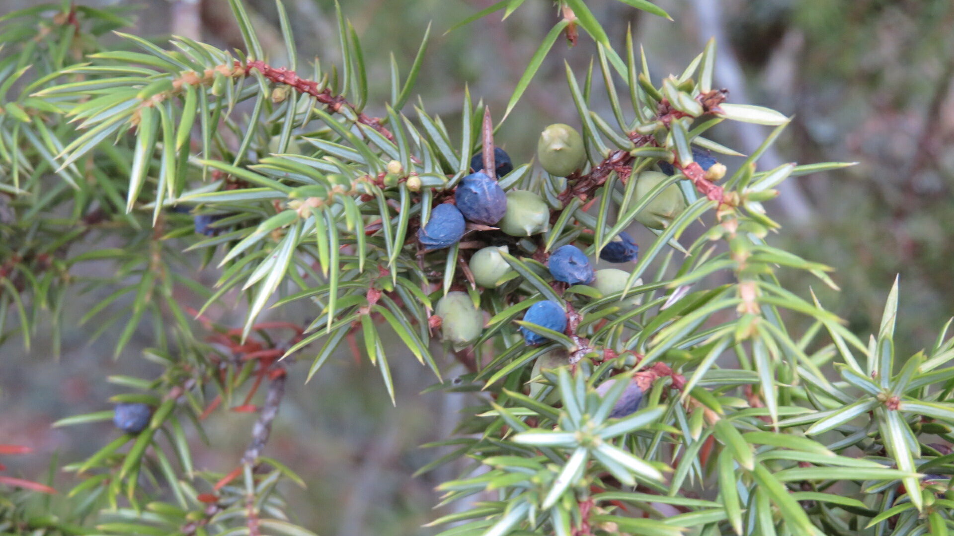 Valokuvaaja: Risto Kangassalo