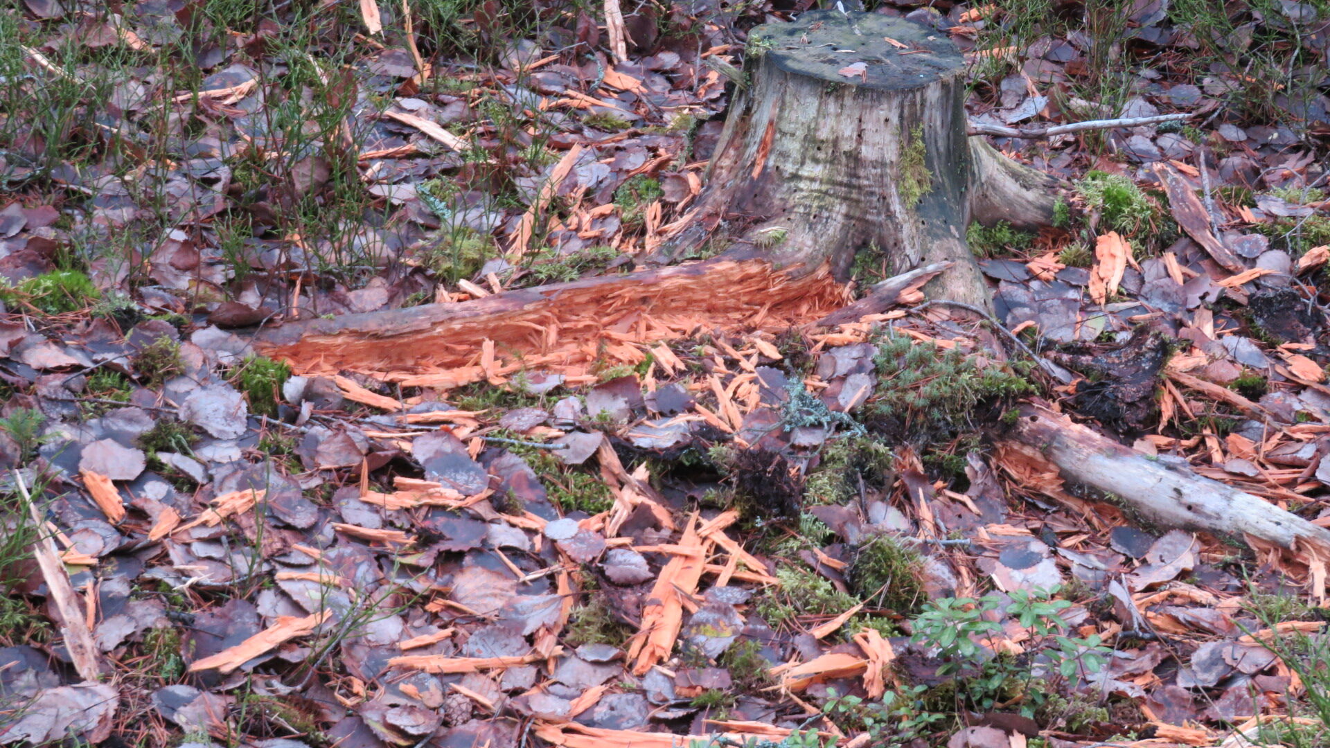 Valokuvaaja: Risto Kangassalo