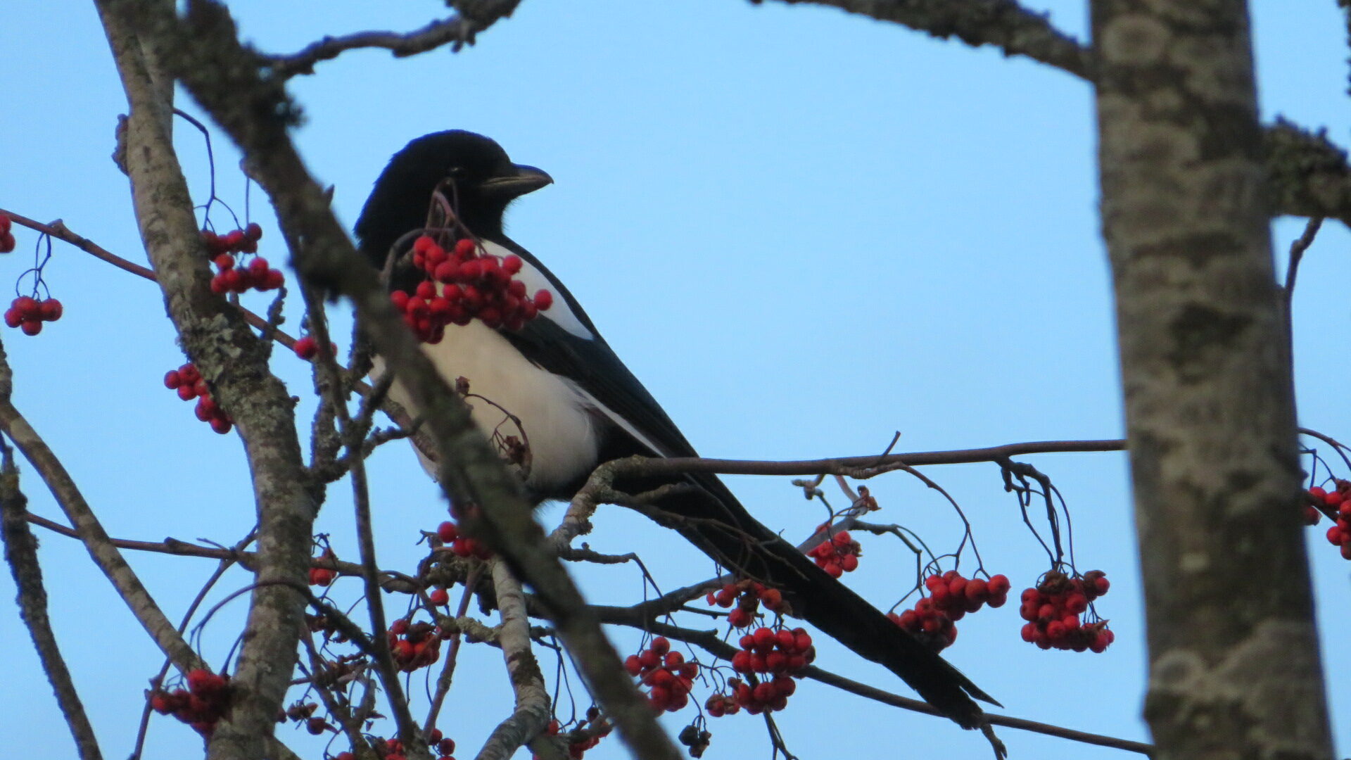 Valokuvaaja: Risto Kangassalo