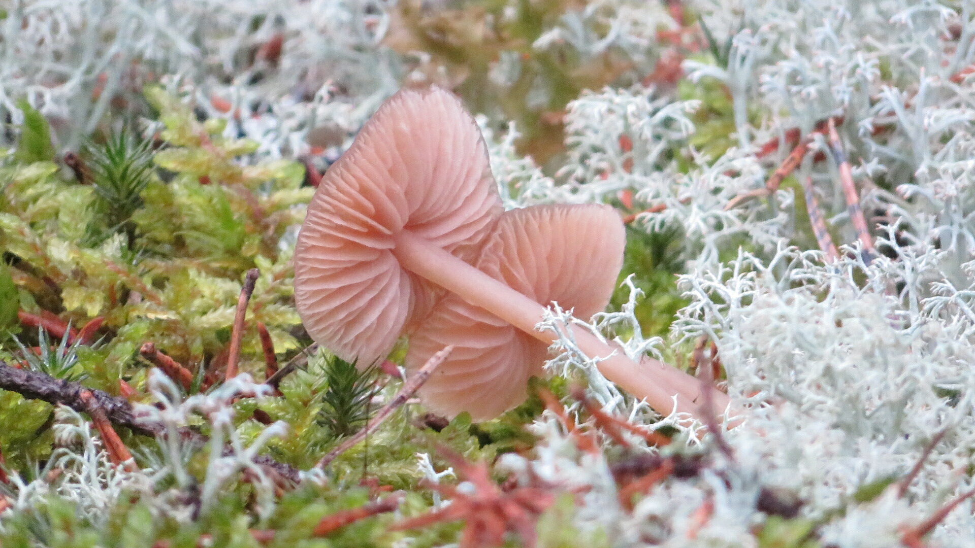 Valokuvaaja: Risto Kangassalo