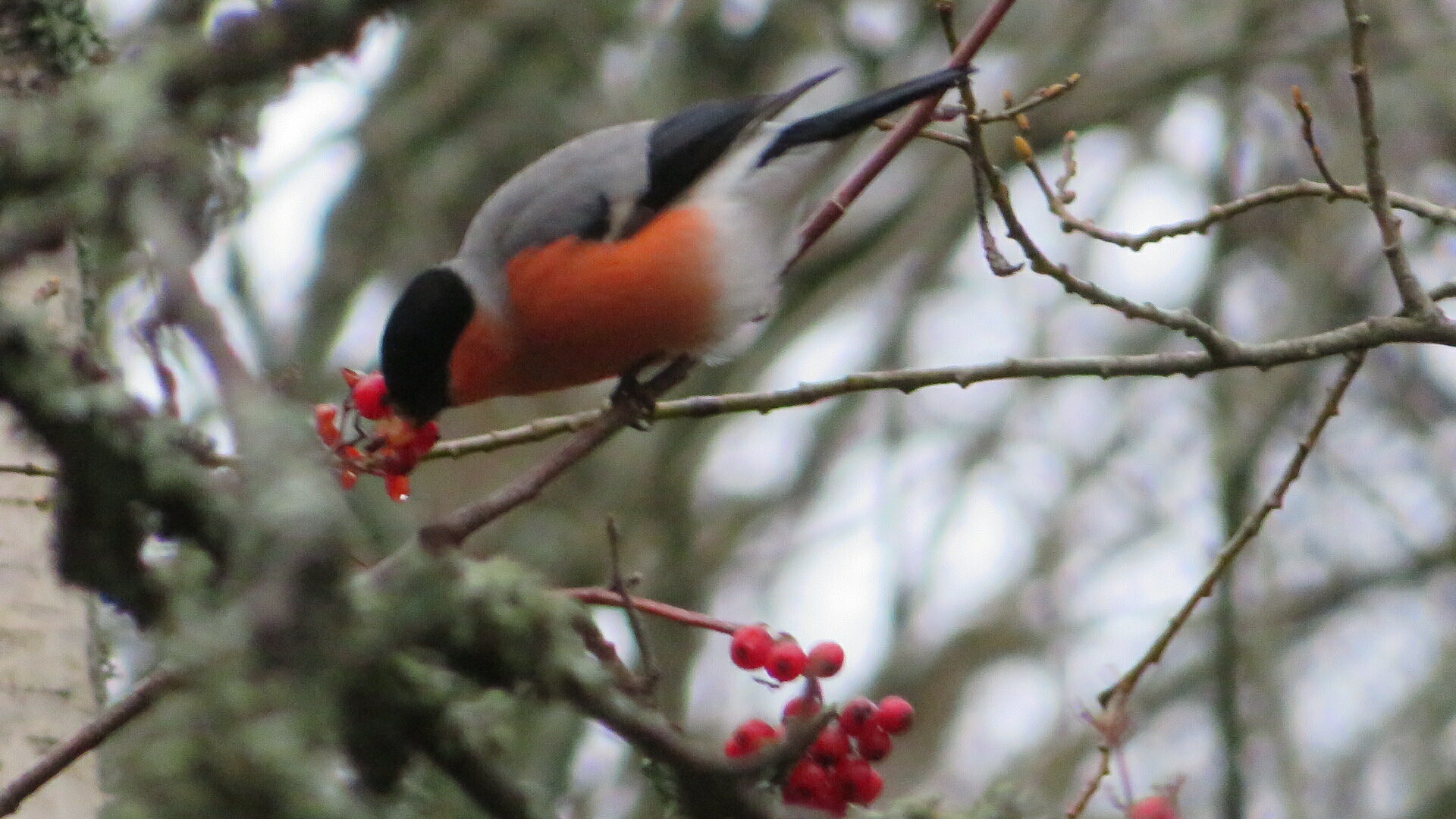 Valokuvaaja: Risto Kangassalo