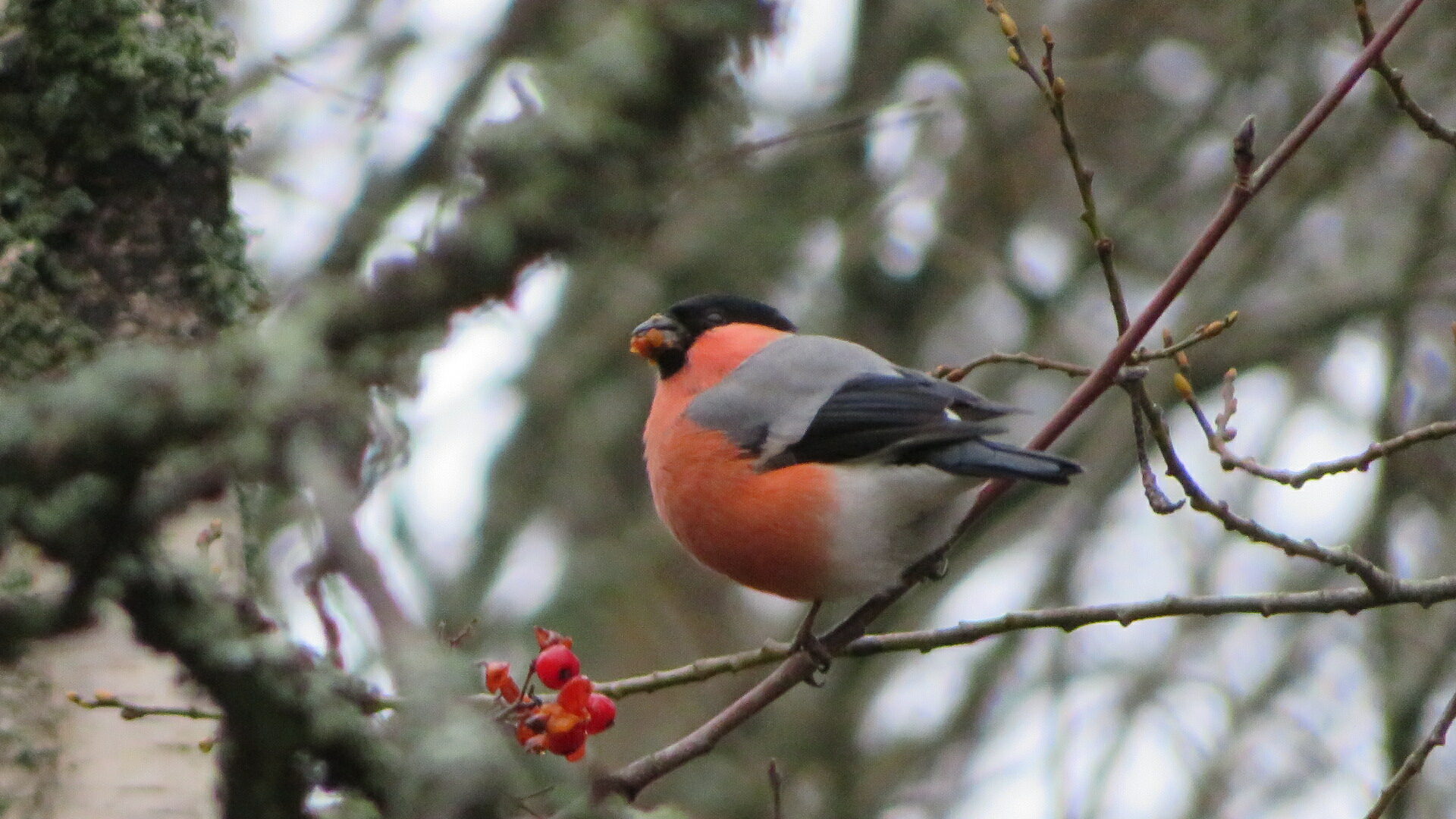 Valokuvaaja: Risto Kangassalo