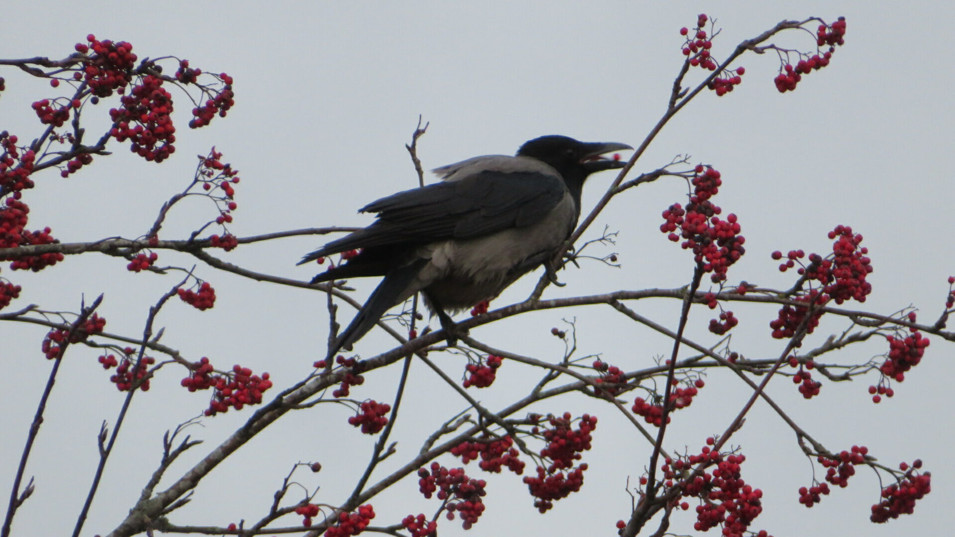 Valokuvaaja: Risto Kangassalo