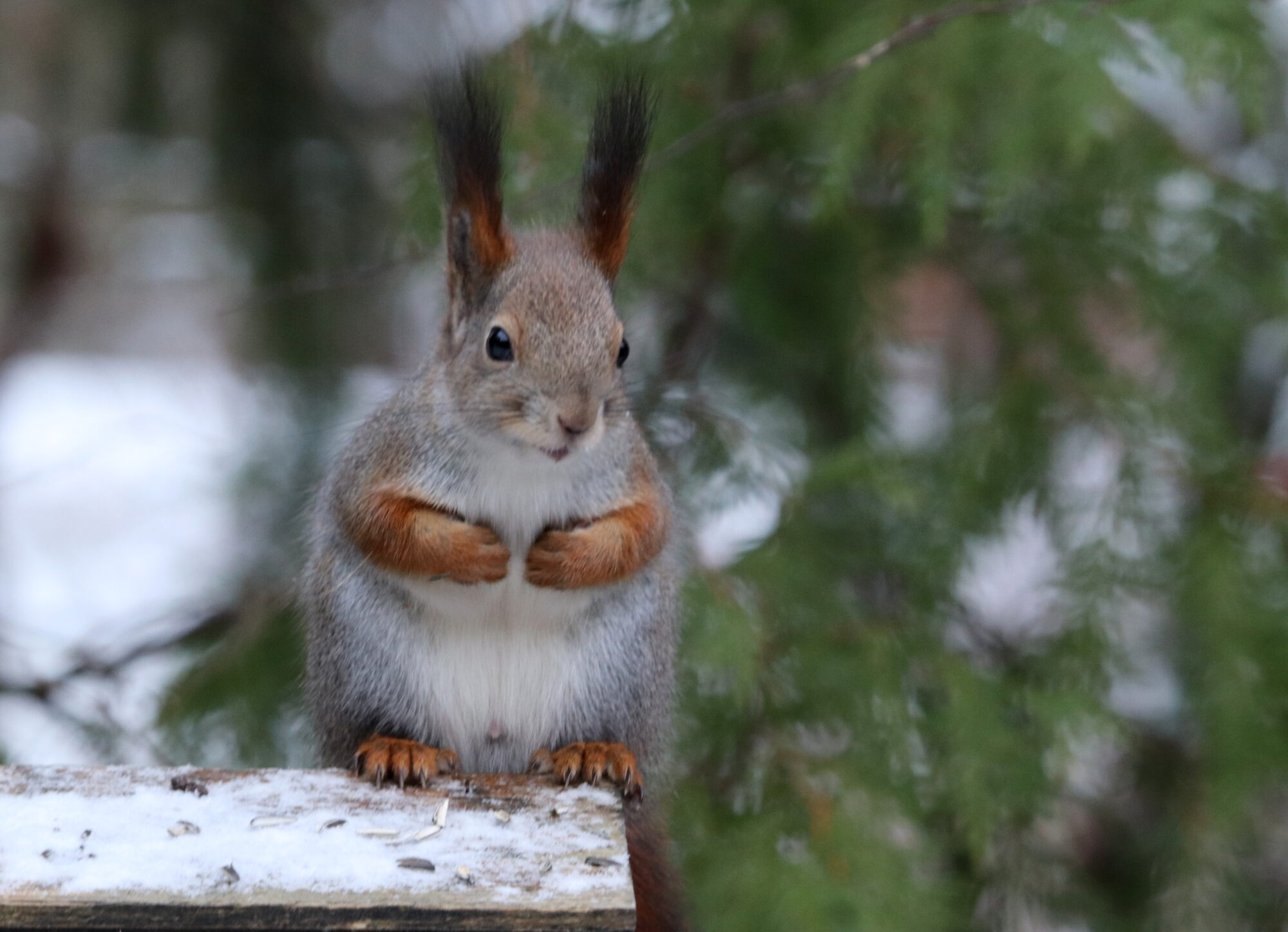 Valokuvaaja: Irja Lehtinen