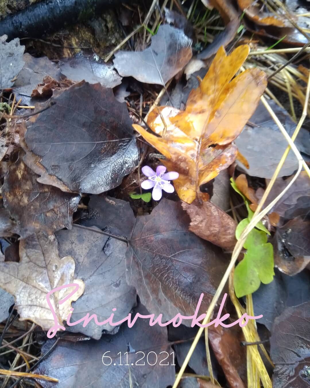 Valokuvaaja: Olli Karppijärvi