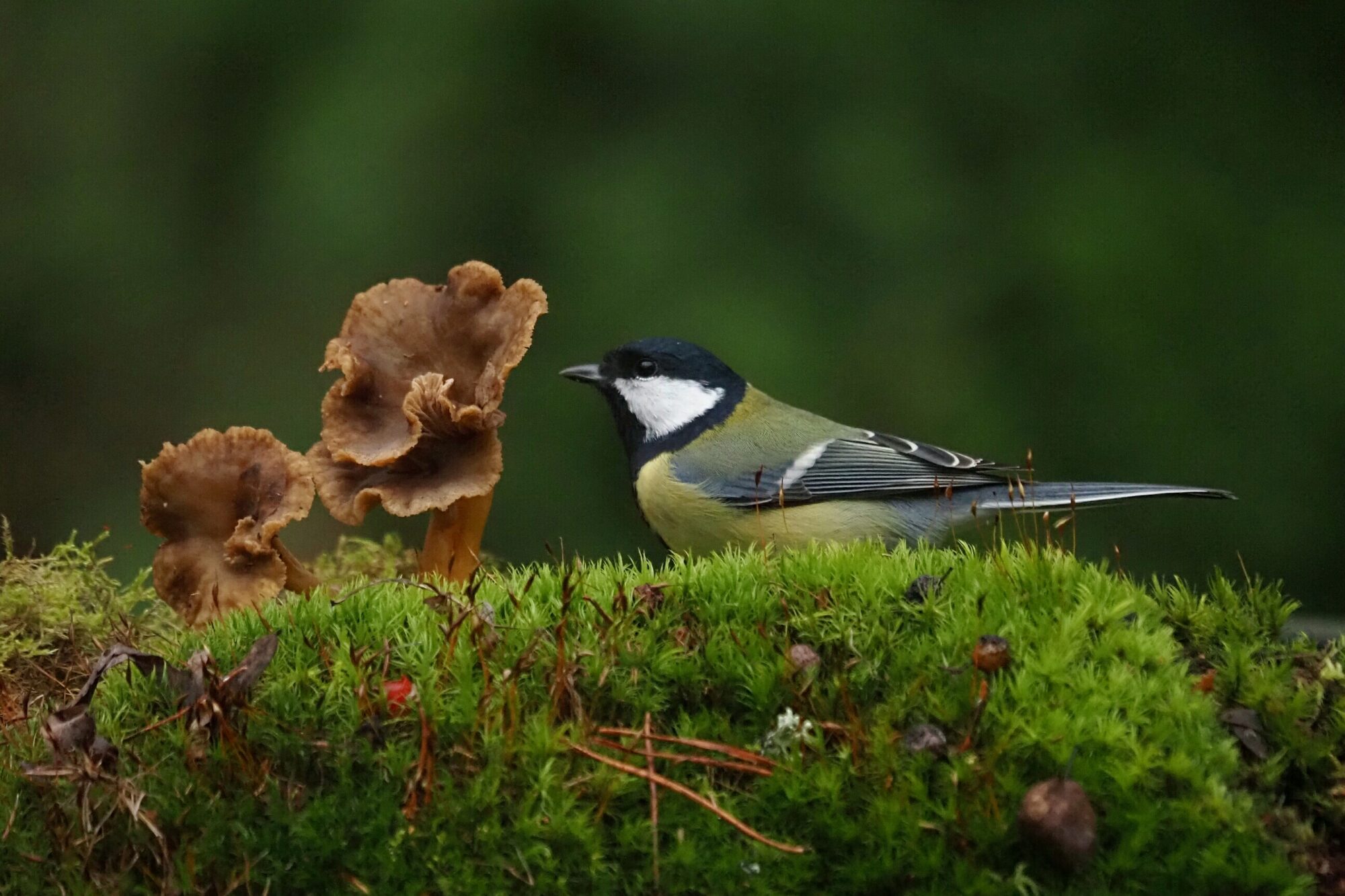 Valokuvaaja: Mikkola Irma