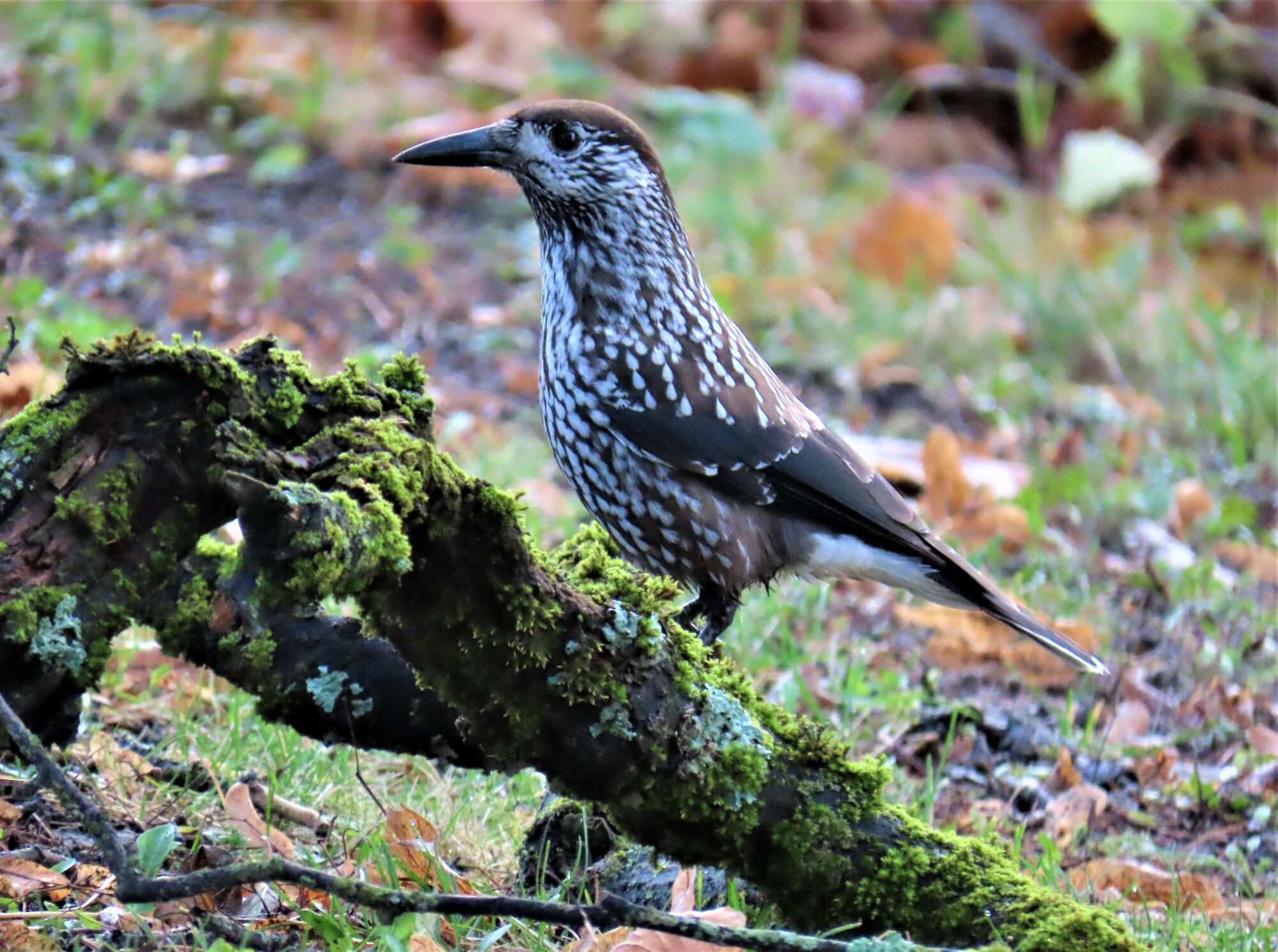 Valokuvaaja: Birgit Silvennoinen