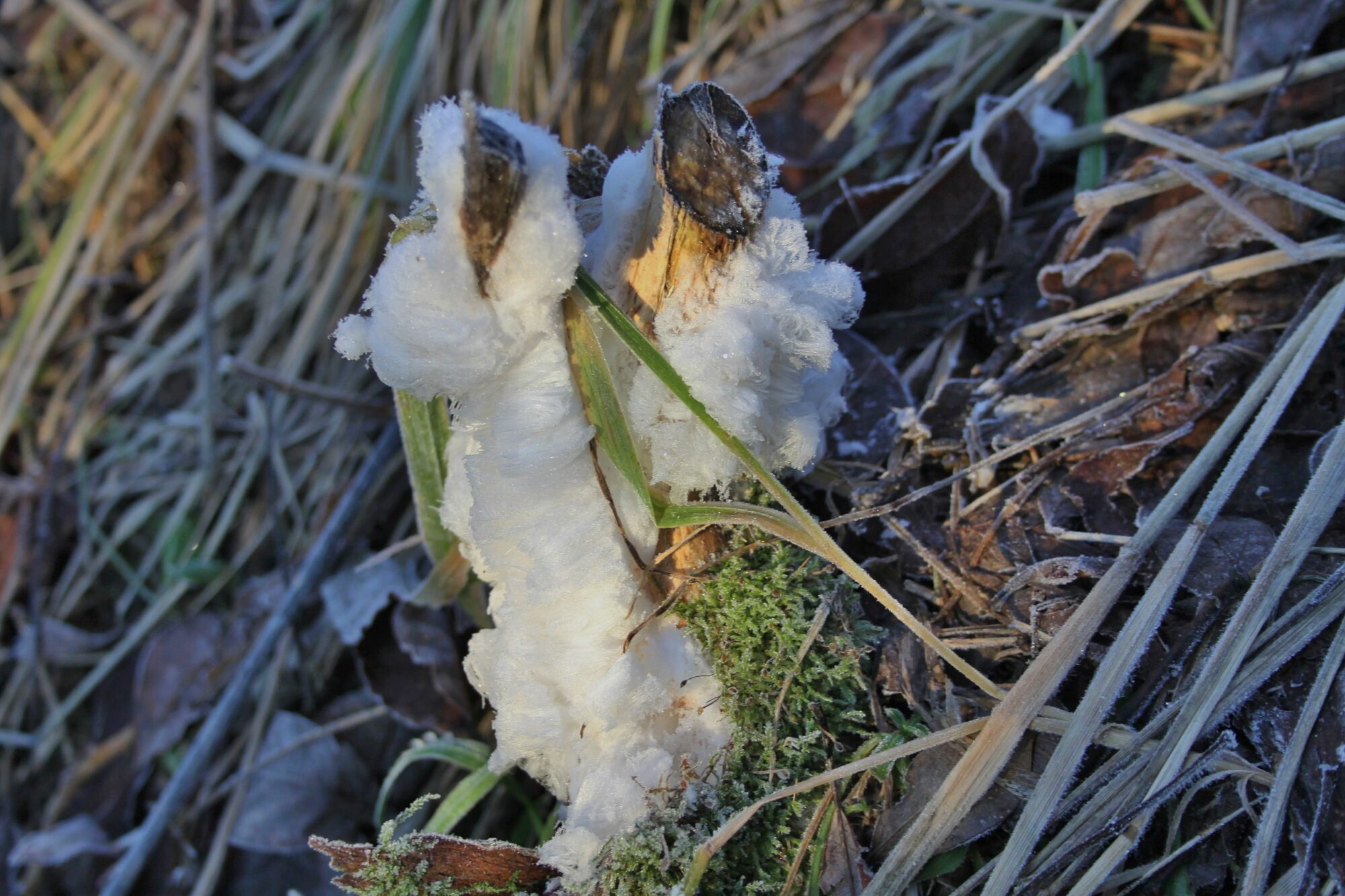 Valokuvaaja: Pirkko Siukonen