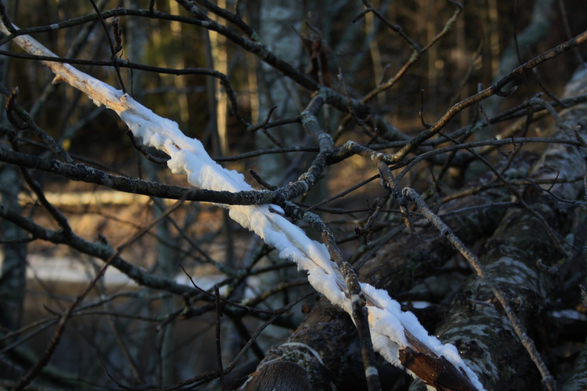 Valokuvaaja: Pirkko Siukonen