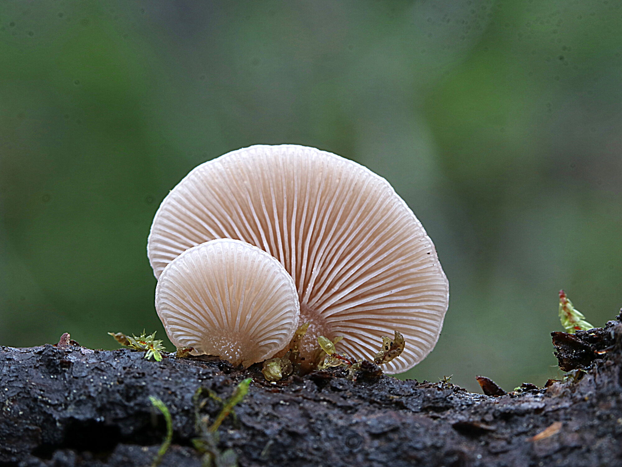 Valokuvaaja: Hannu Rasiranta