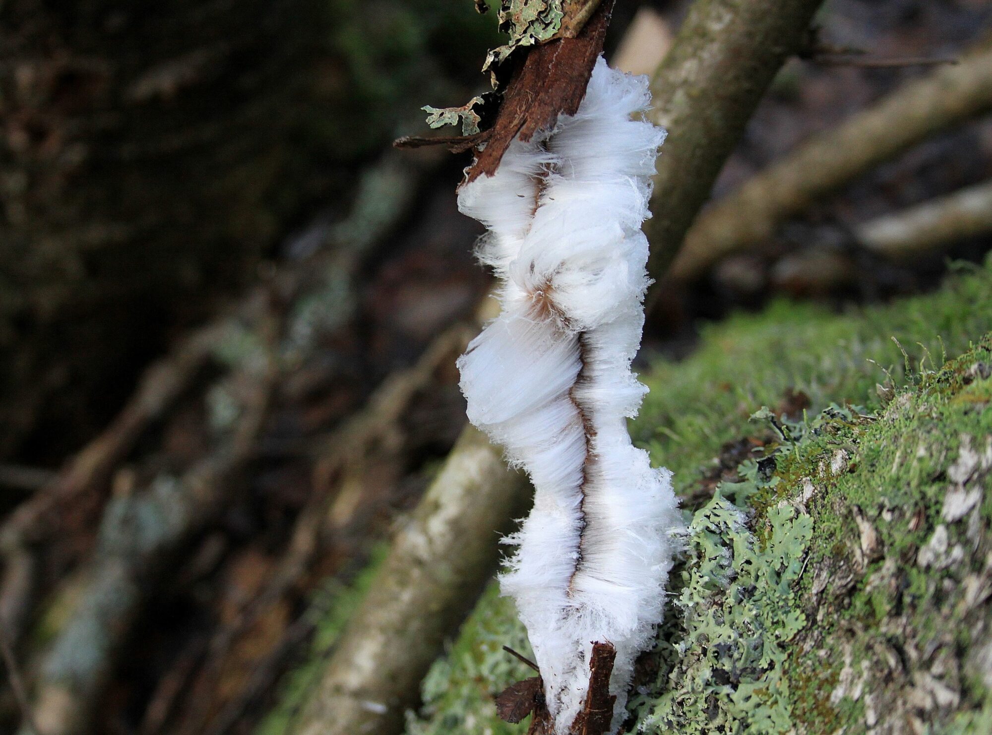 Valokuvaaja: Pirkko Siukonen